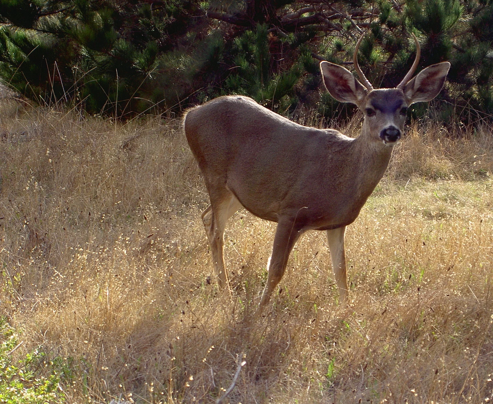 Mule deer, Whalers Knoll Trail.