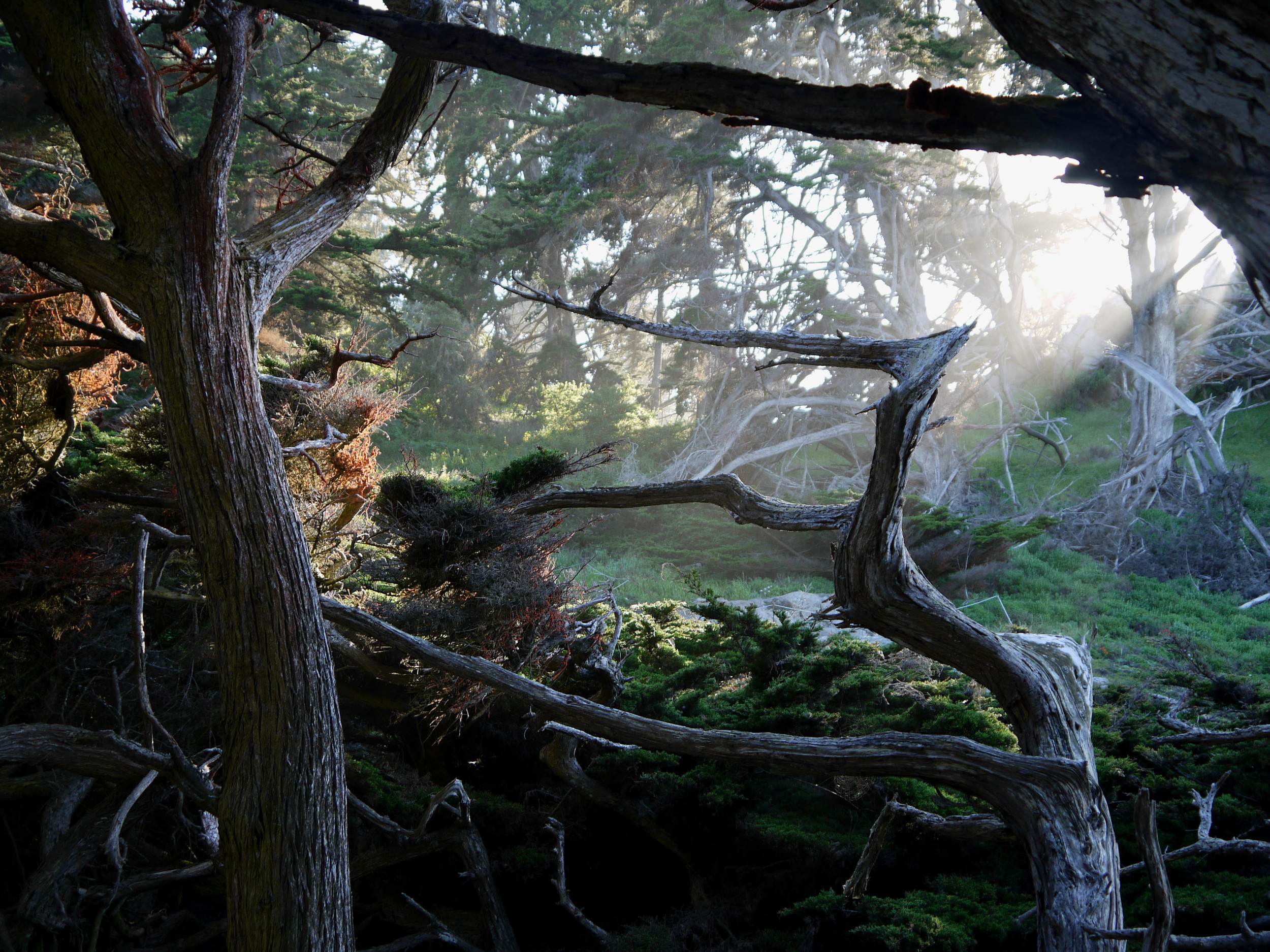 Sun shafts slant through Allan Memorial Grove.