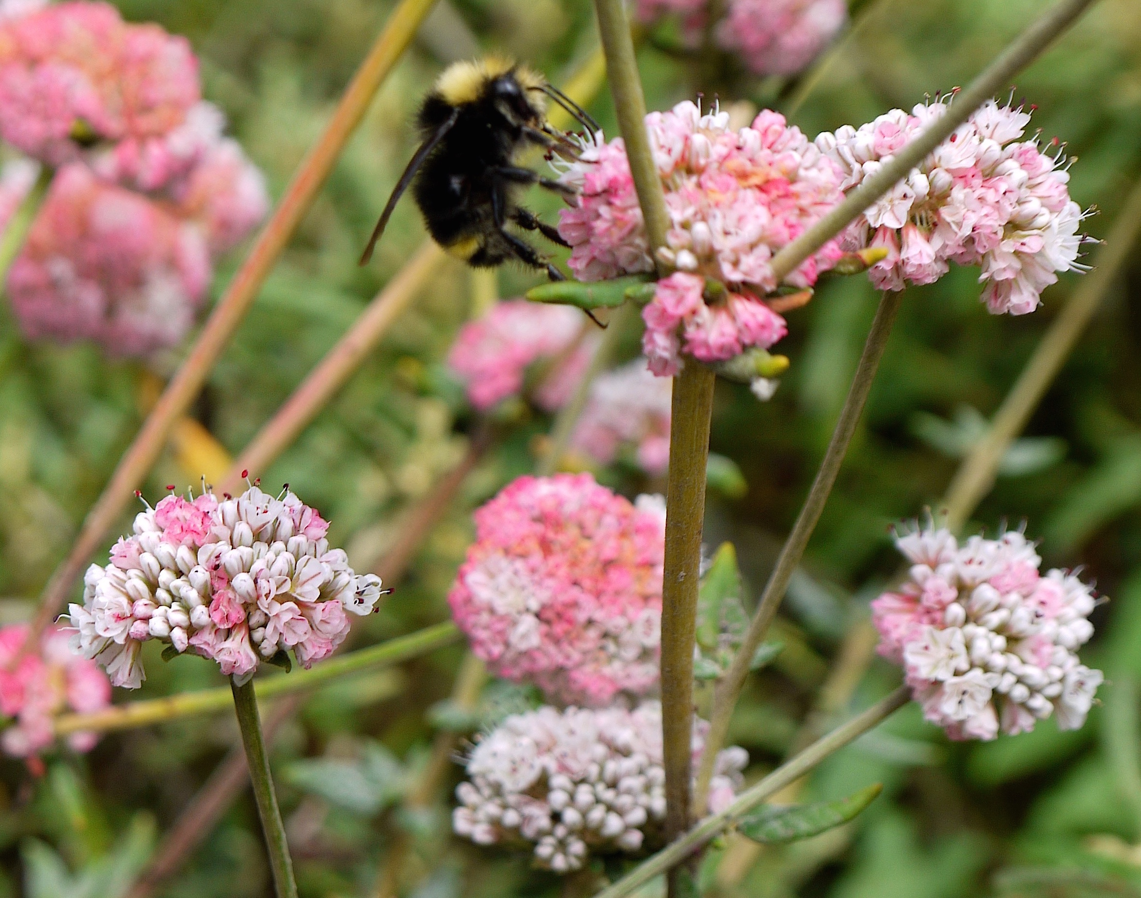 Dune Buckwheat, North Shore Trail.