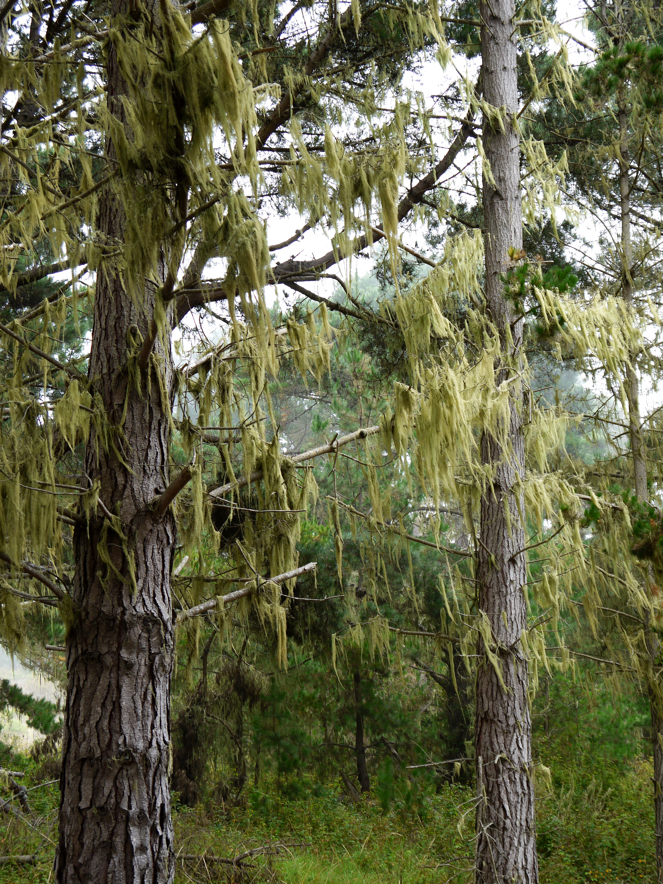 Moss hangs from Monterey pines in Piney Woods.