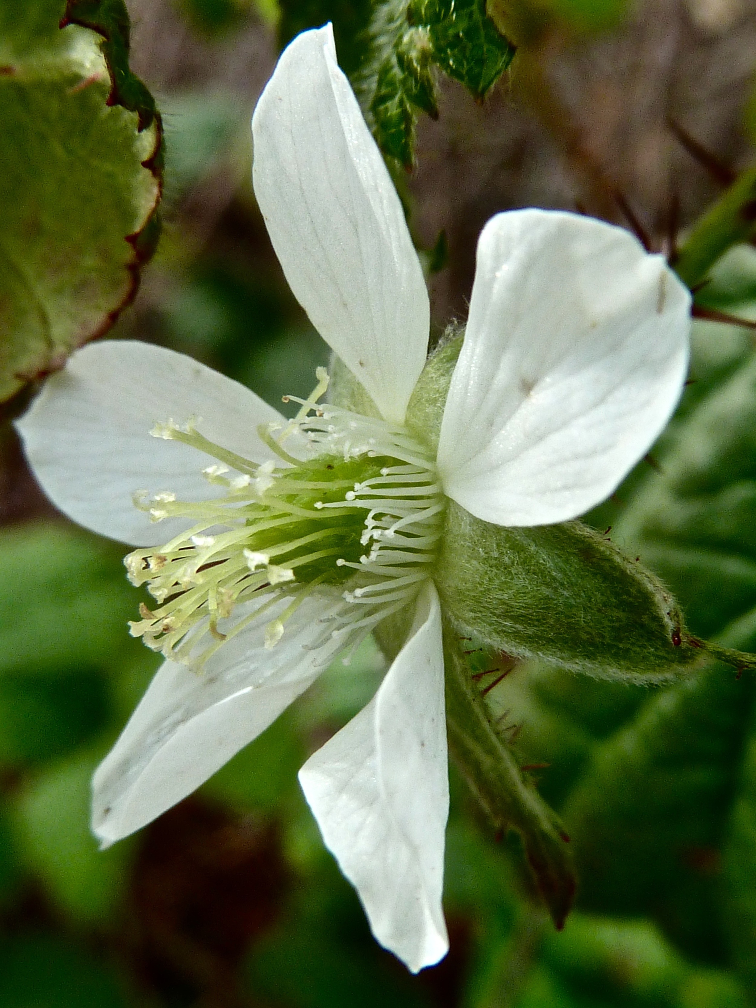 California blackberry blossom, South Shore Trail.