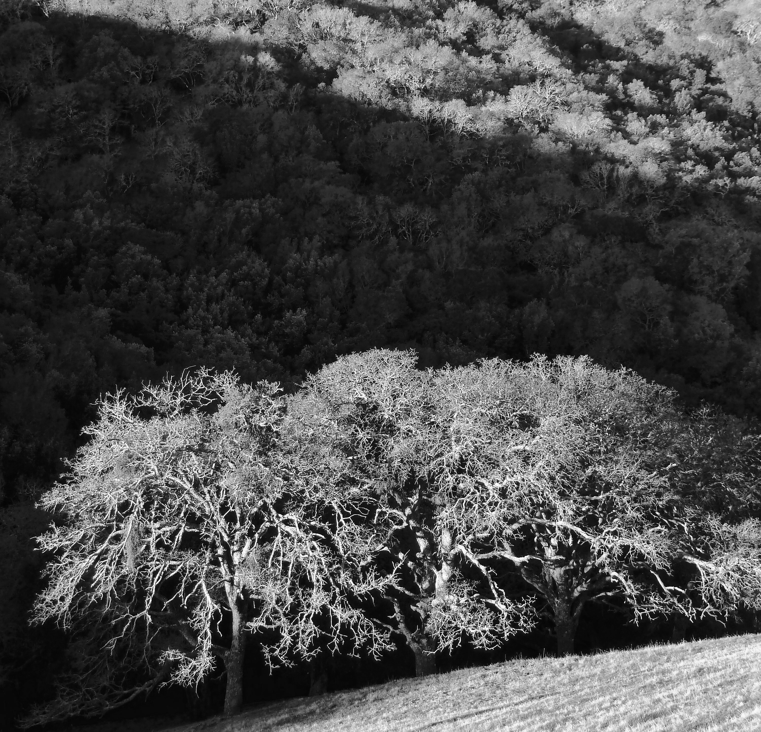 A trio of valley oaks in January viewed from Epperson Ridge.