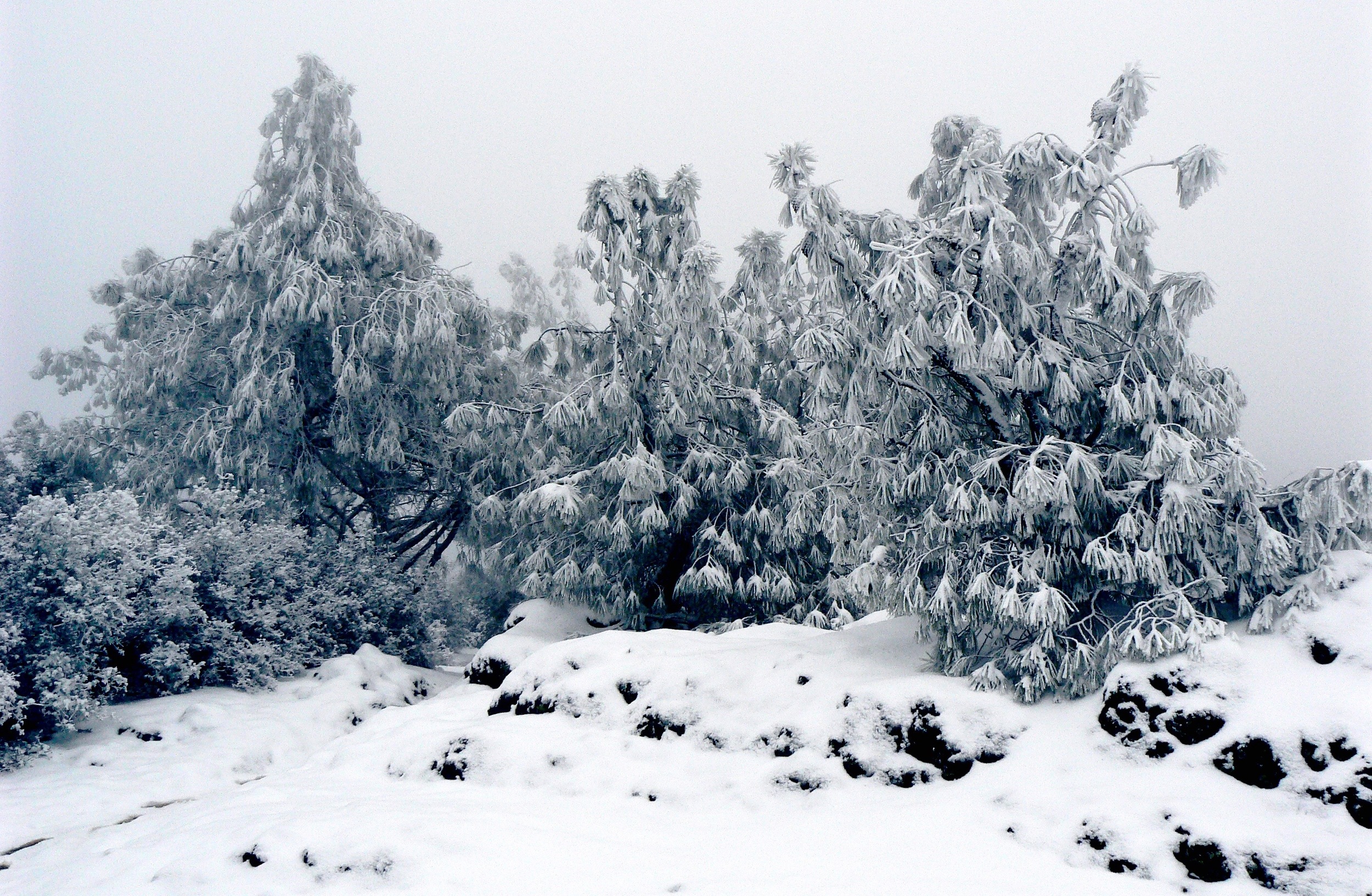 A trio of Coulter pines bends beneath its burden of snow on Juniper Trail.