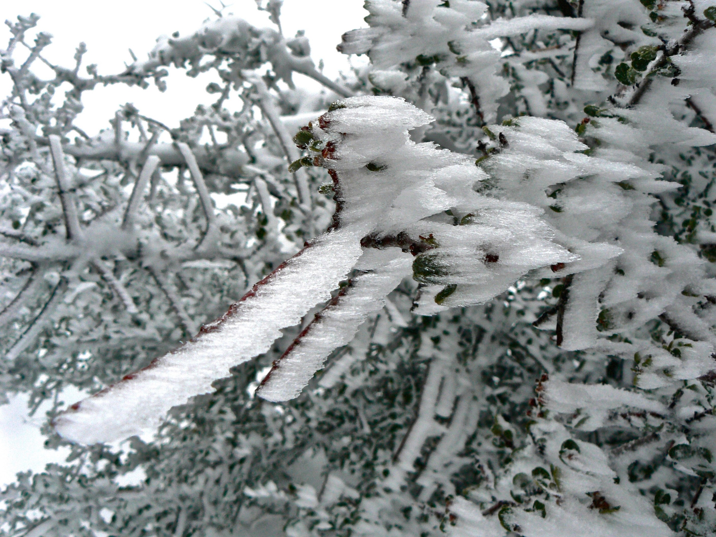 Wind-whipped ice razors stream from buckbrush on Summit Trail.