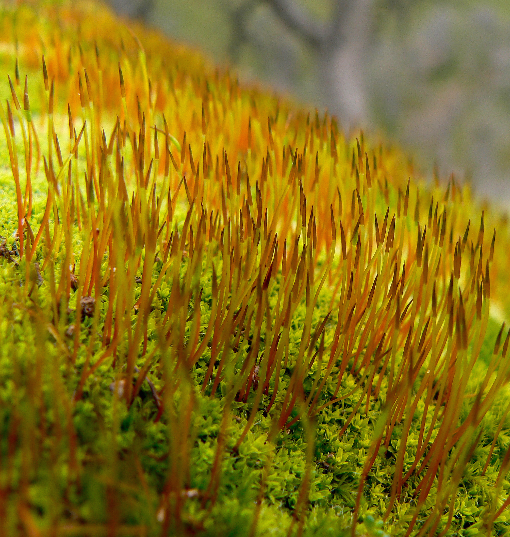 Moss sporangia sweep across a boulder in Round Valley Regional Preserve.