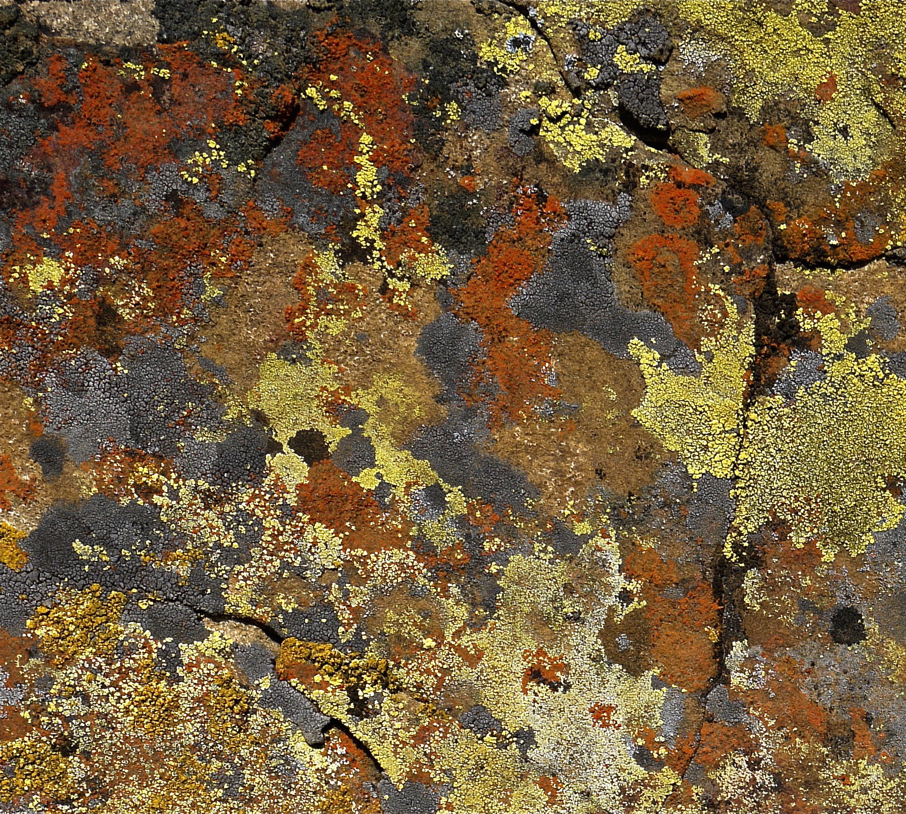 Crustose lichen spatters a boulder in Round Valley.