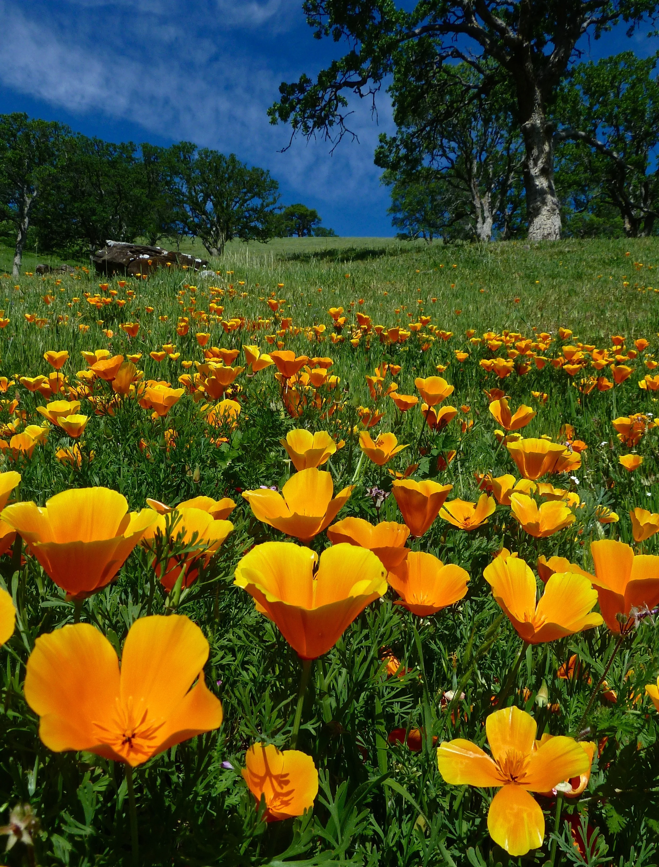 California orange poppies, Round Valley Regional Preserve.