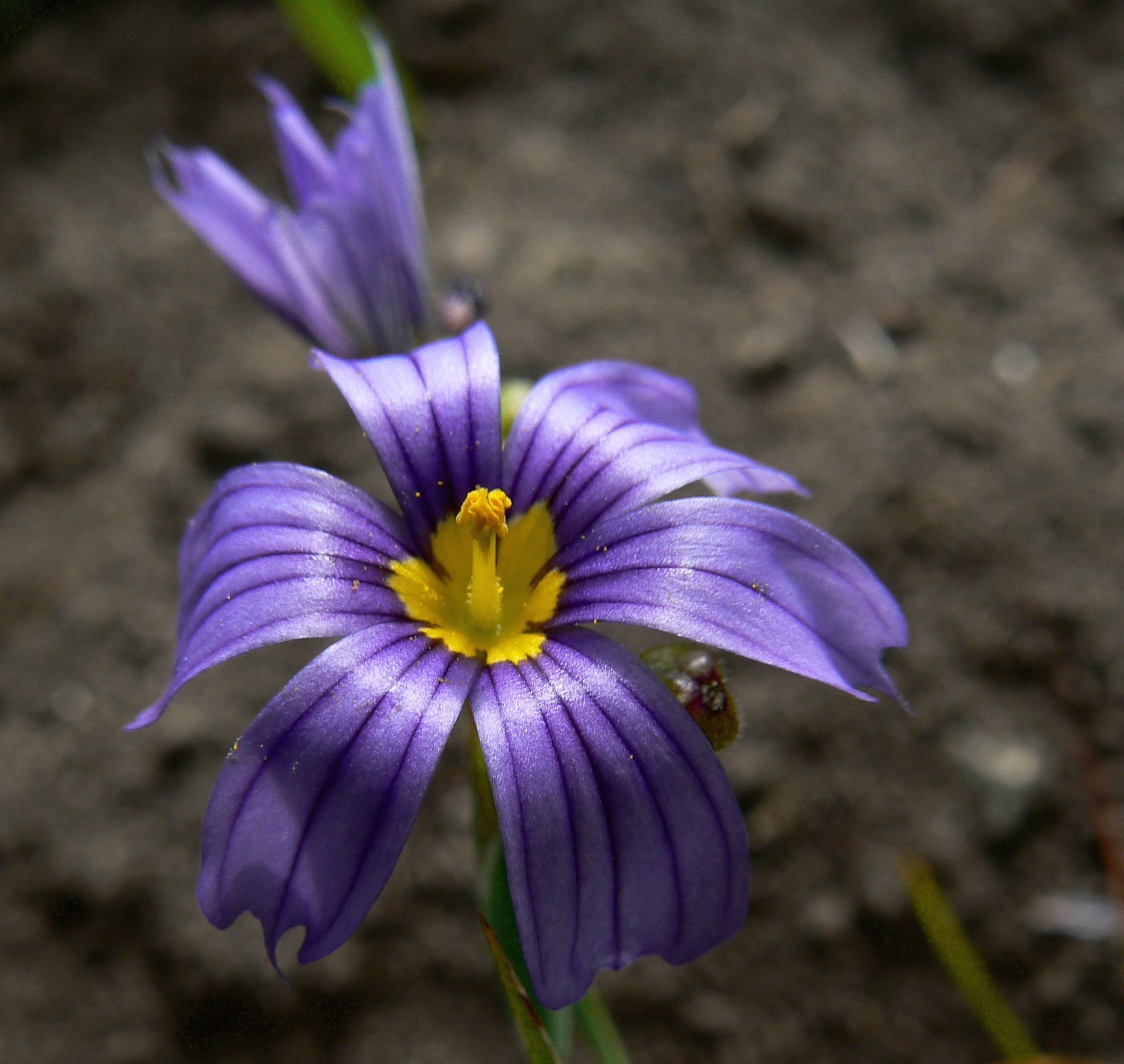 Blue-eyed grass, Sunol Regional Wilderness.