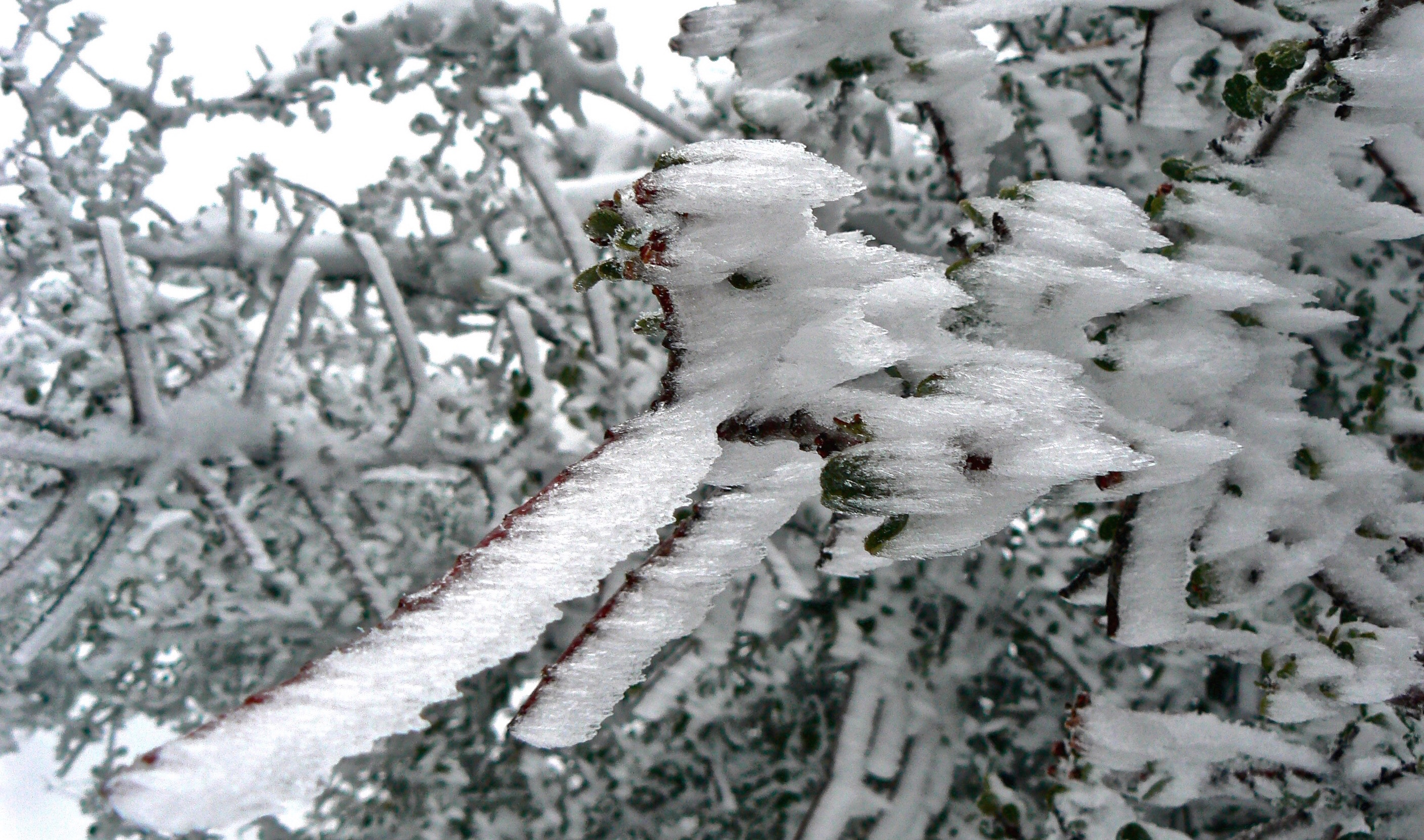 Wind-whipped ice razors on the Mt. Diablo summit.