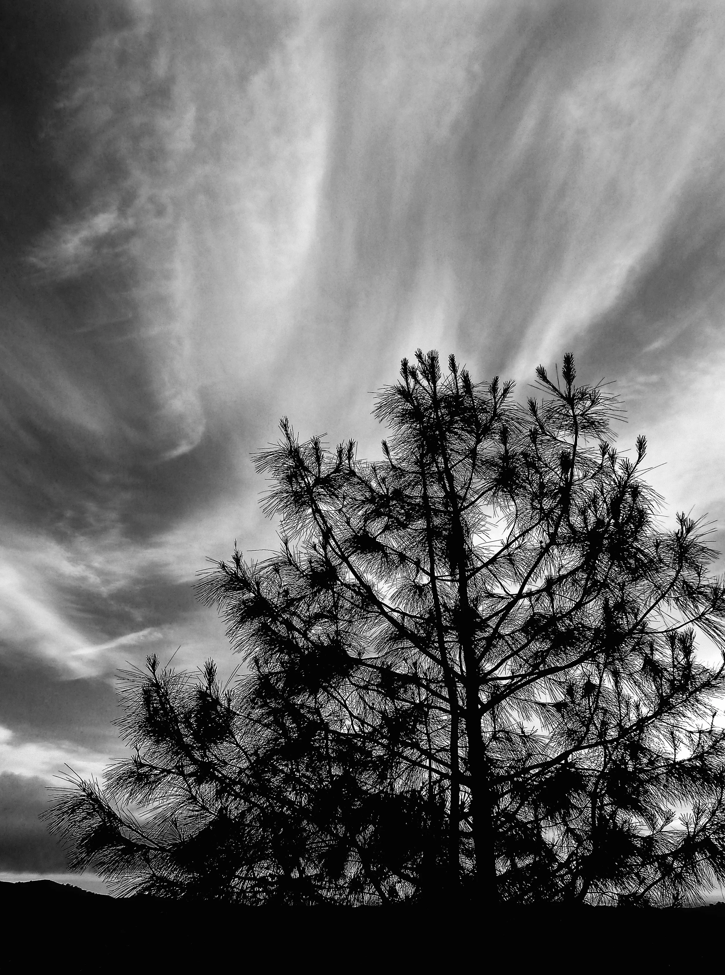 Coulter pine, Olympia Trail.