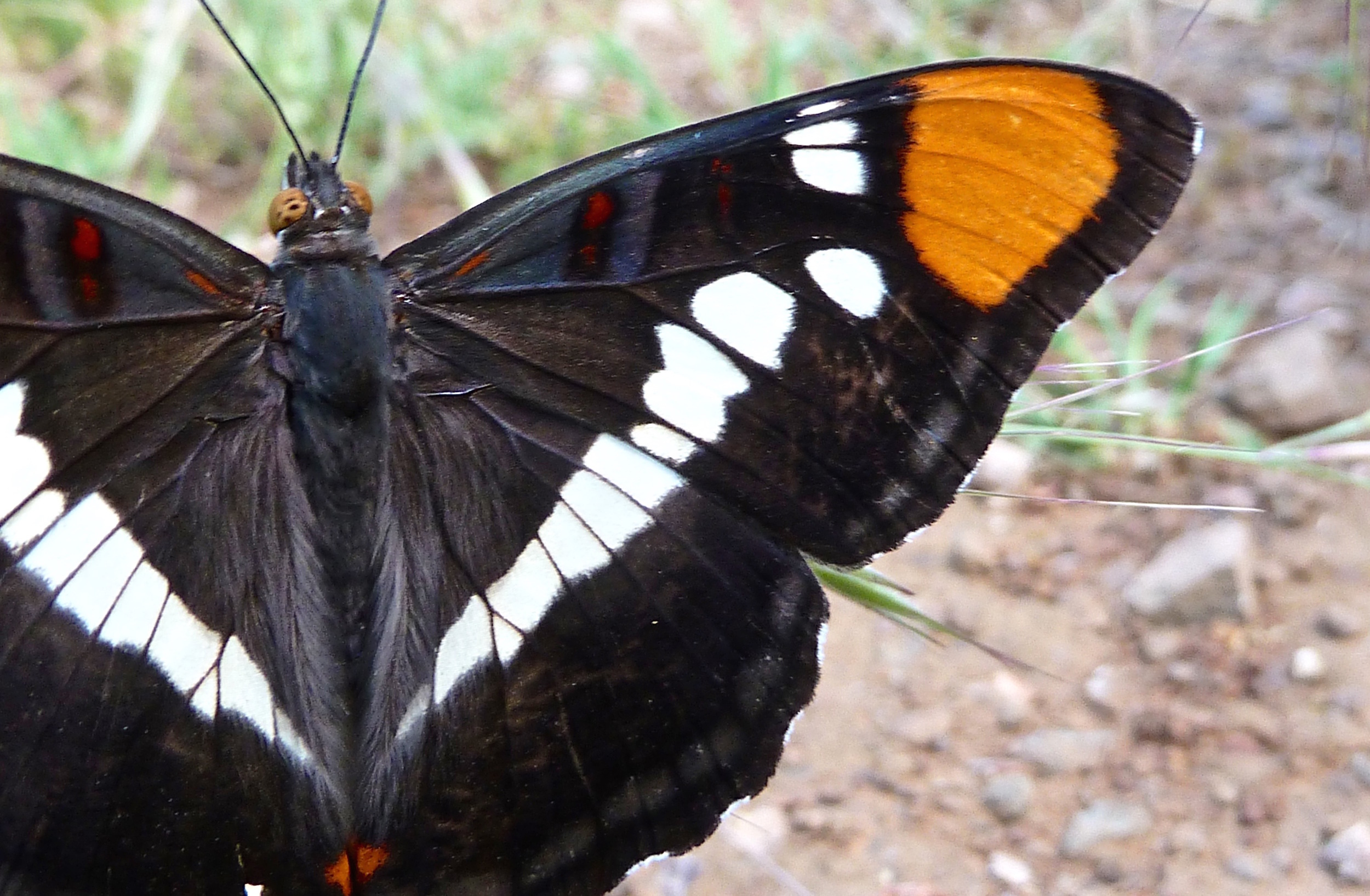 Adelpha californica, Olympia Trail, Mt. Diablo State Park.
