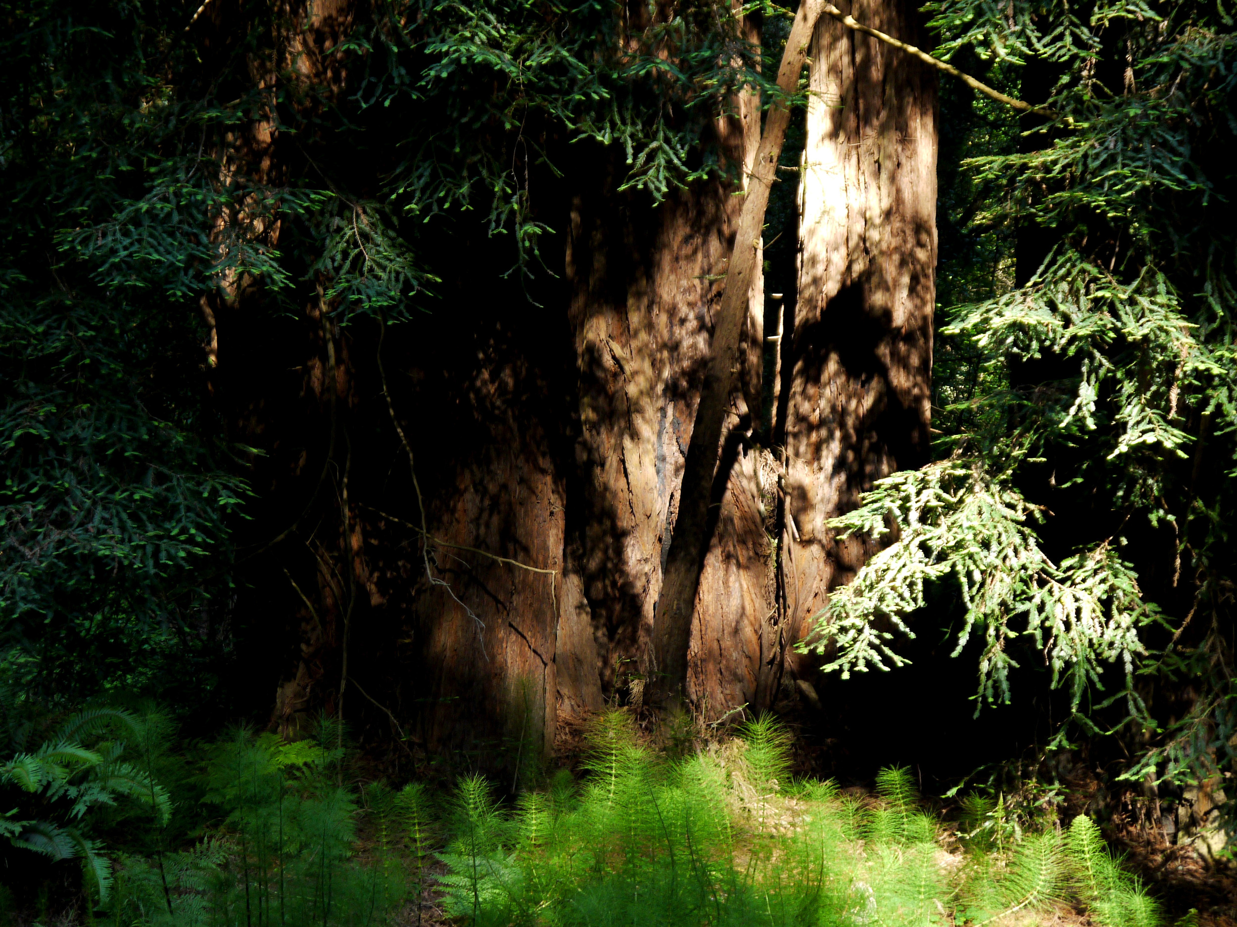 The California coast redwoods at Muir Woods National Monument tower up to 370 feet above the forest floor; their diameter can span 22 feet and their bark can measure a foot thick. Most of them are between 500 and 800 years old; some have lived for 2,000 years.