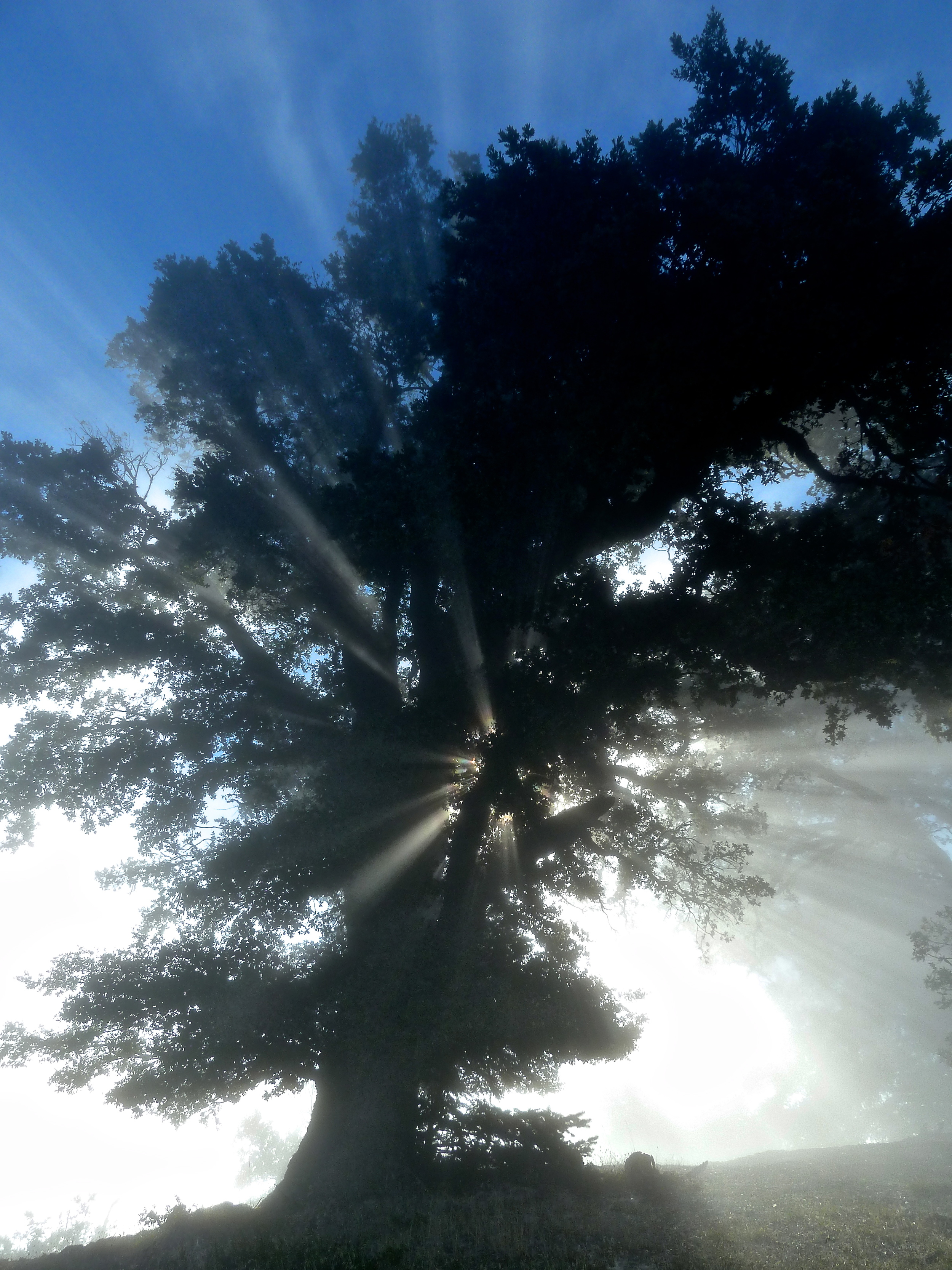 Coast live oak, Mt. Tamalpais State Park.