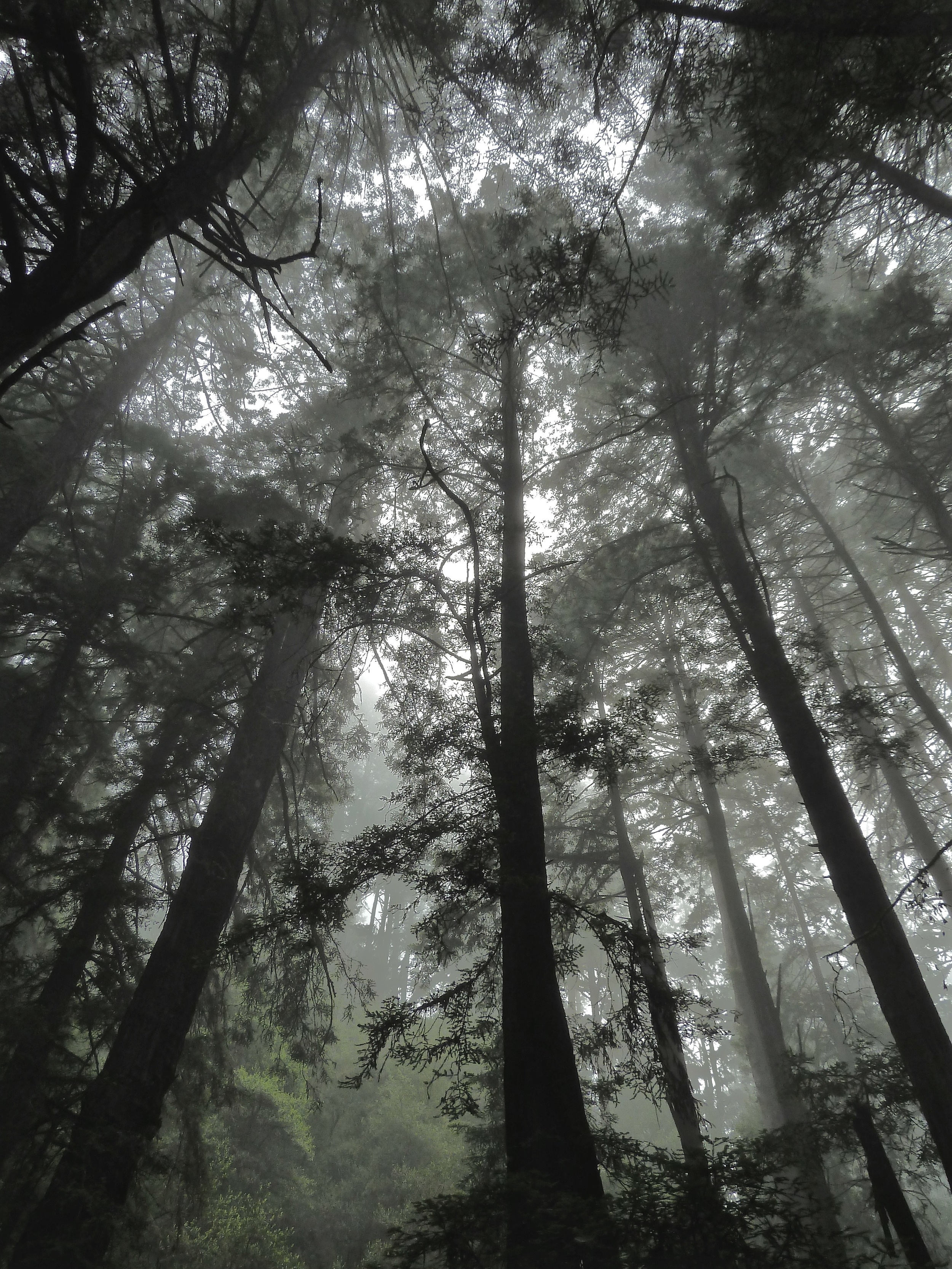 California coast redwoods on a foggy morning in Steep Ravine, Mt. Tamalpais State Park.