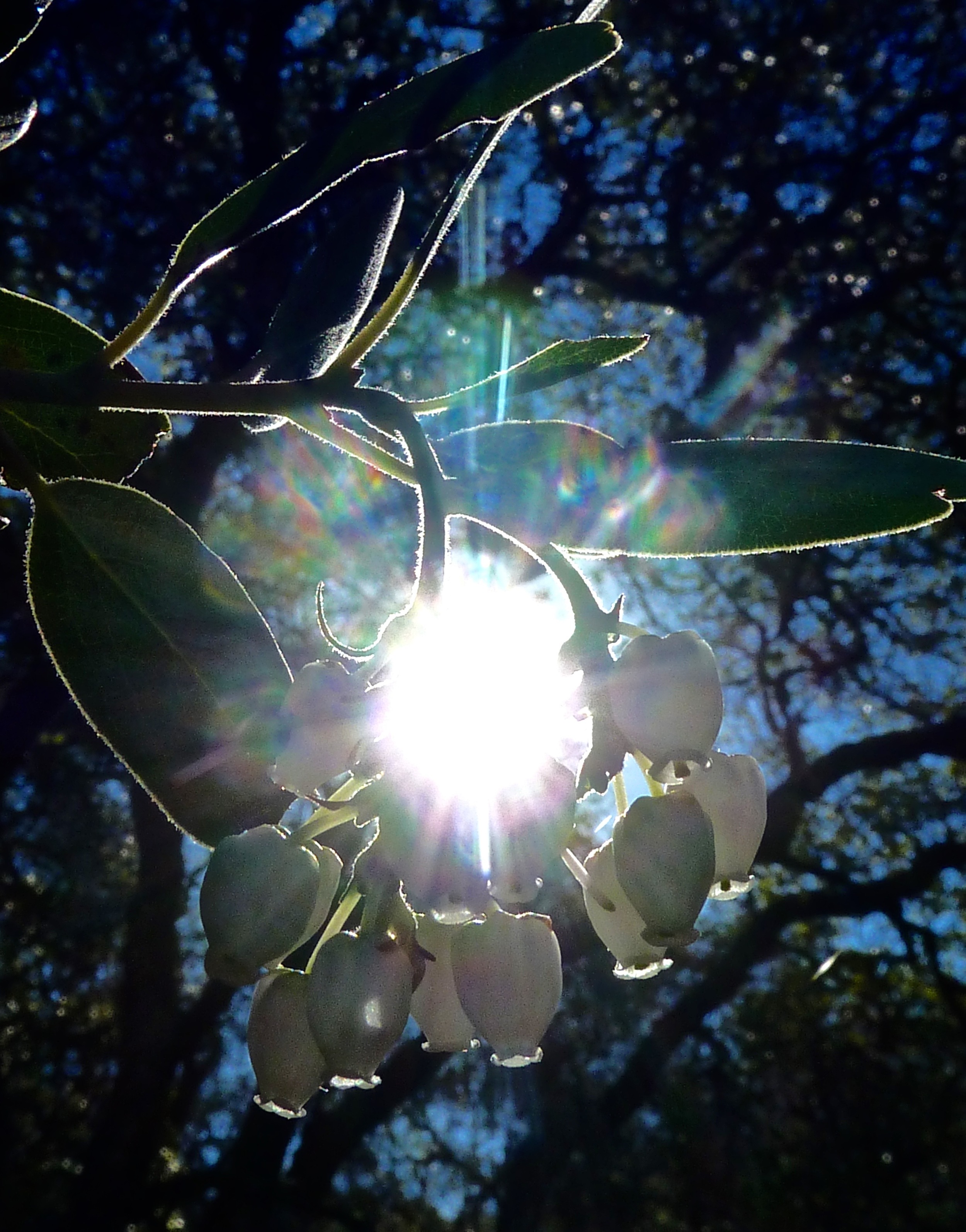 Manzanita blossoms, Condor Trail.