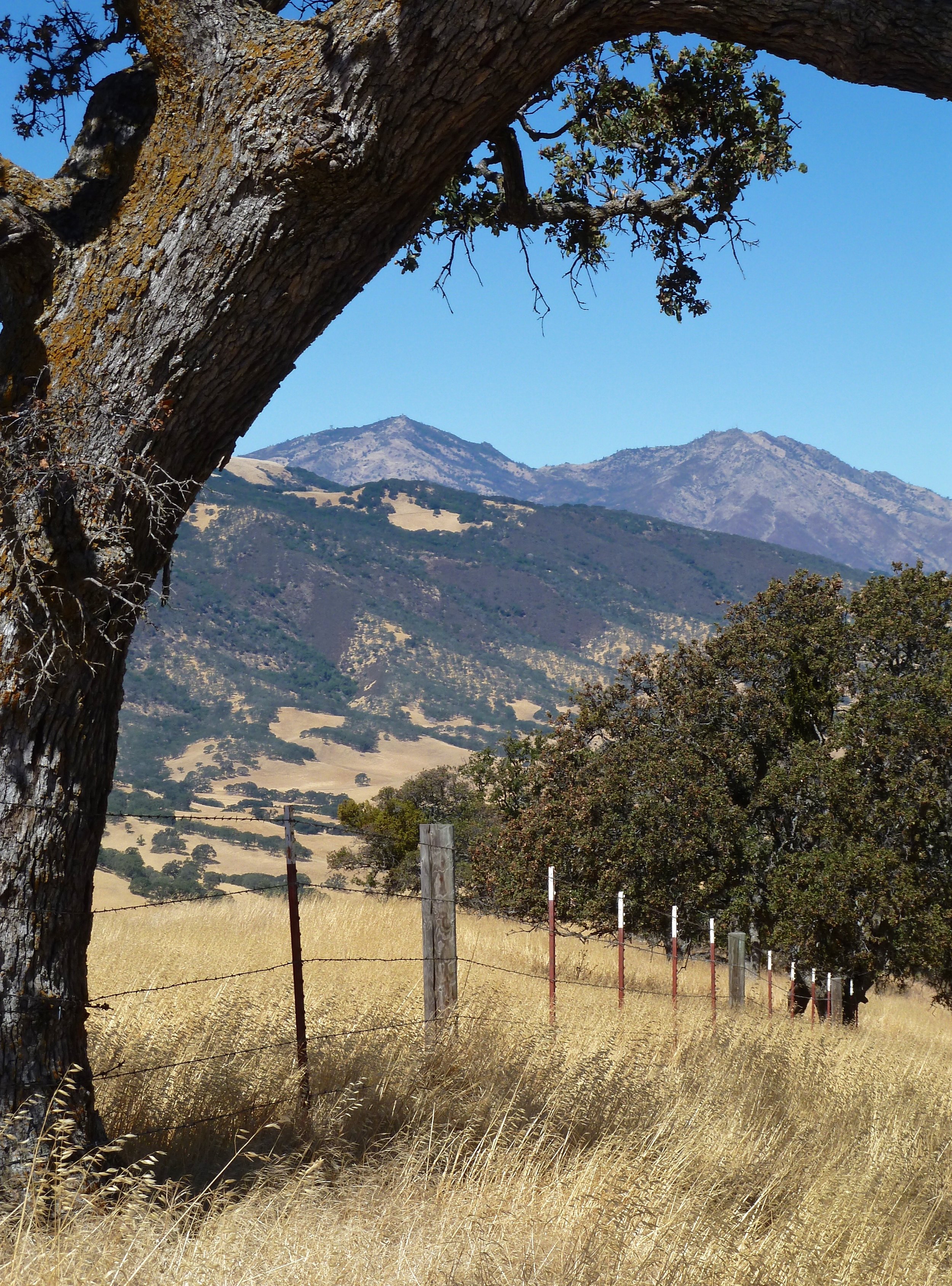 Mt. Diablo viewed from Vista Grande.