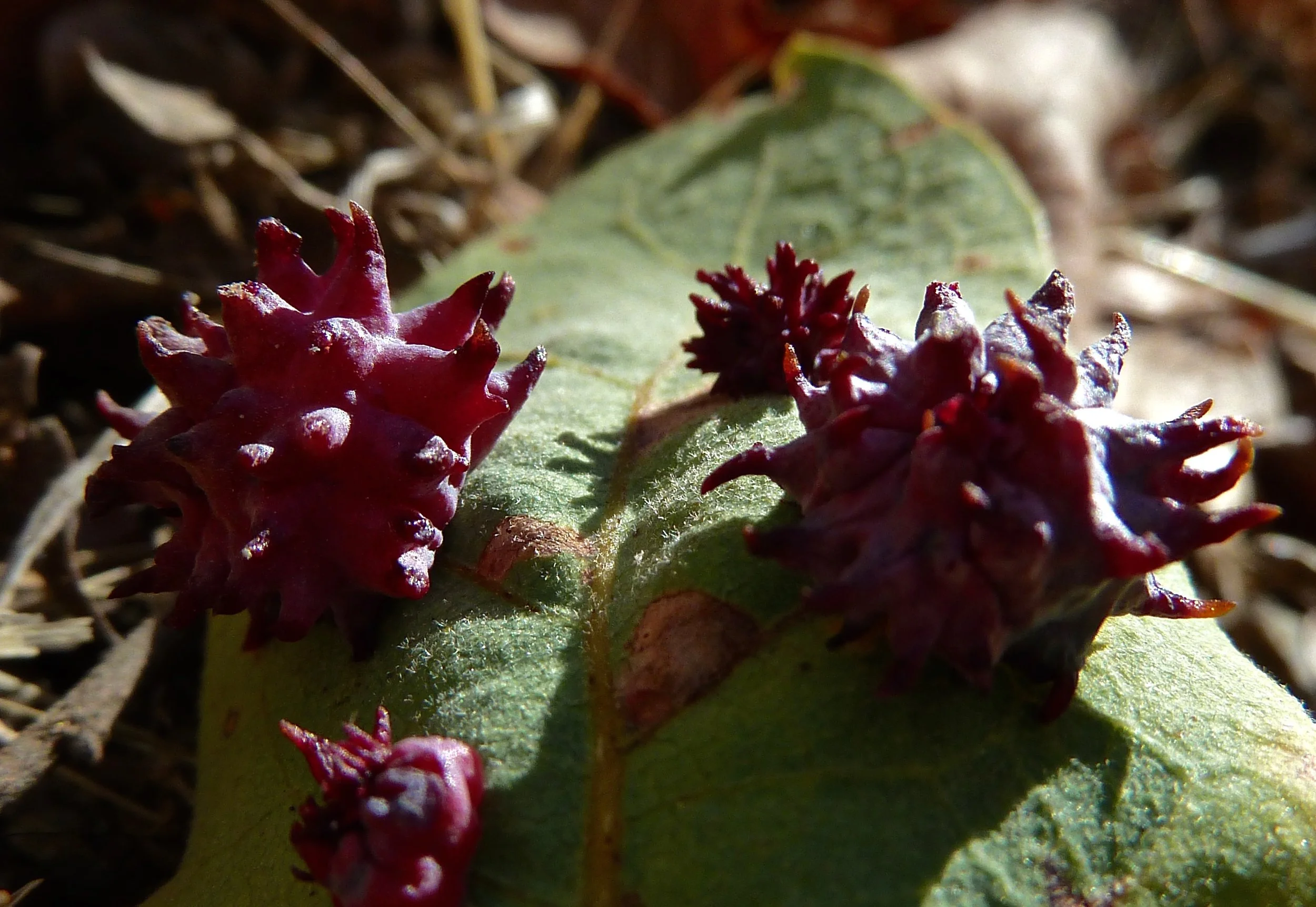 Urchin galls cling to a fallen blue oak leaf in Mariposa Canyon.