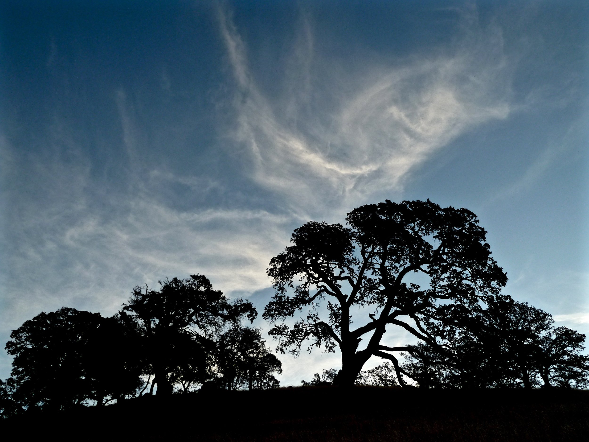 Blue oaks at sunrise, Oak Savannah Trail.