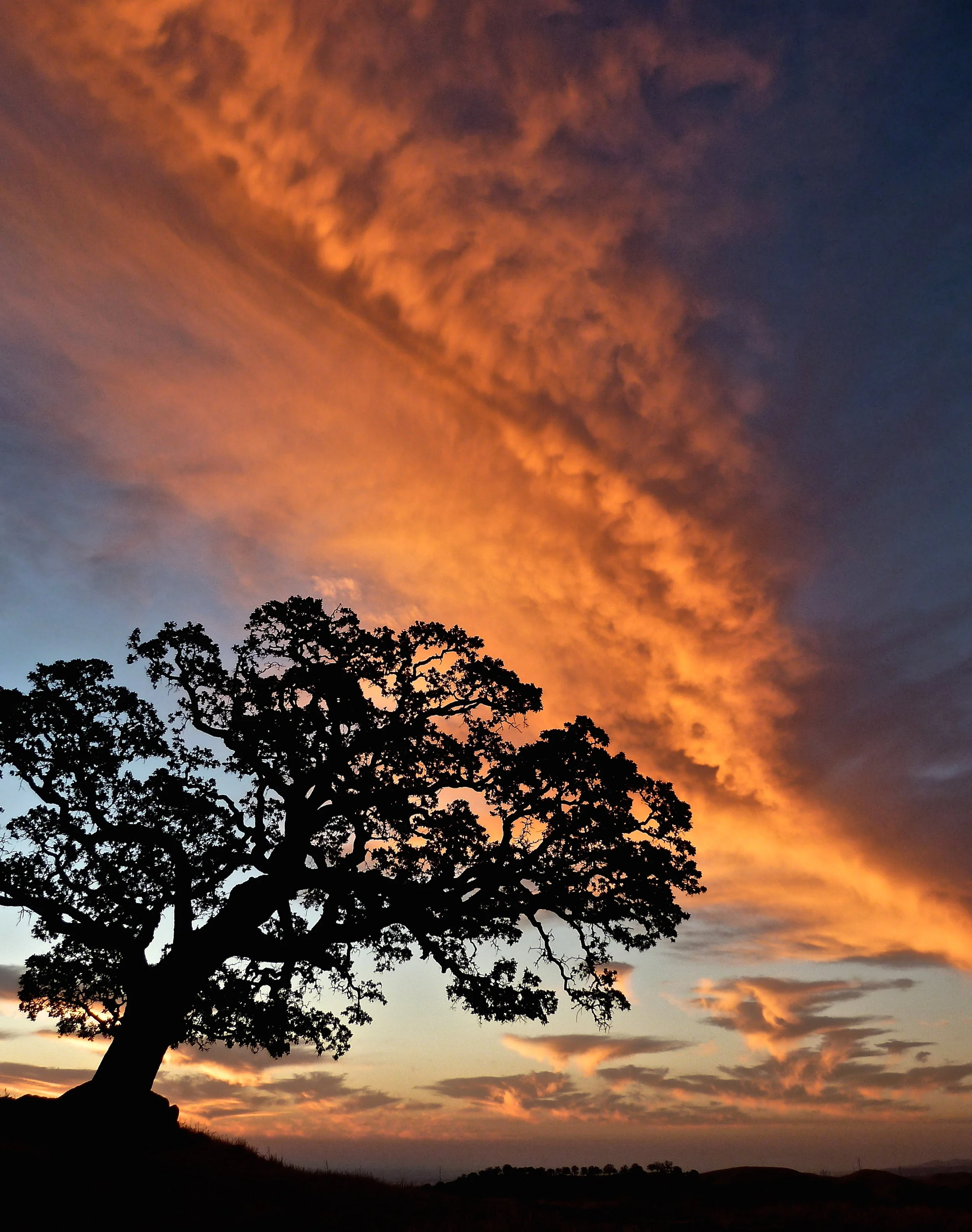 The blue oak Old One greets dawn on the Summit.