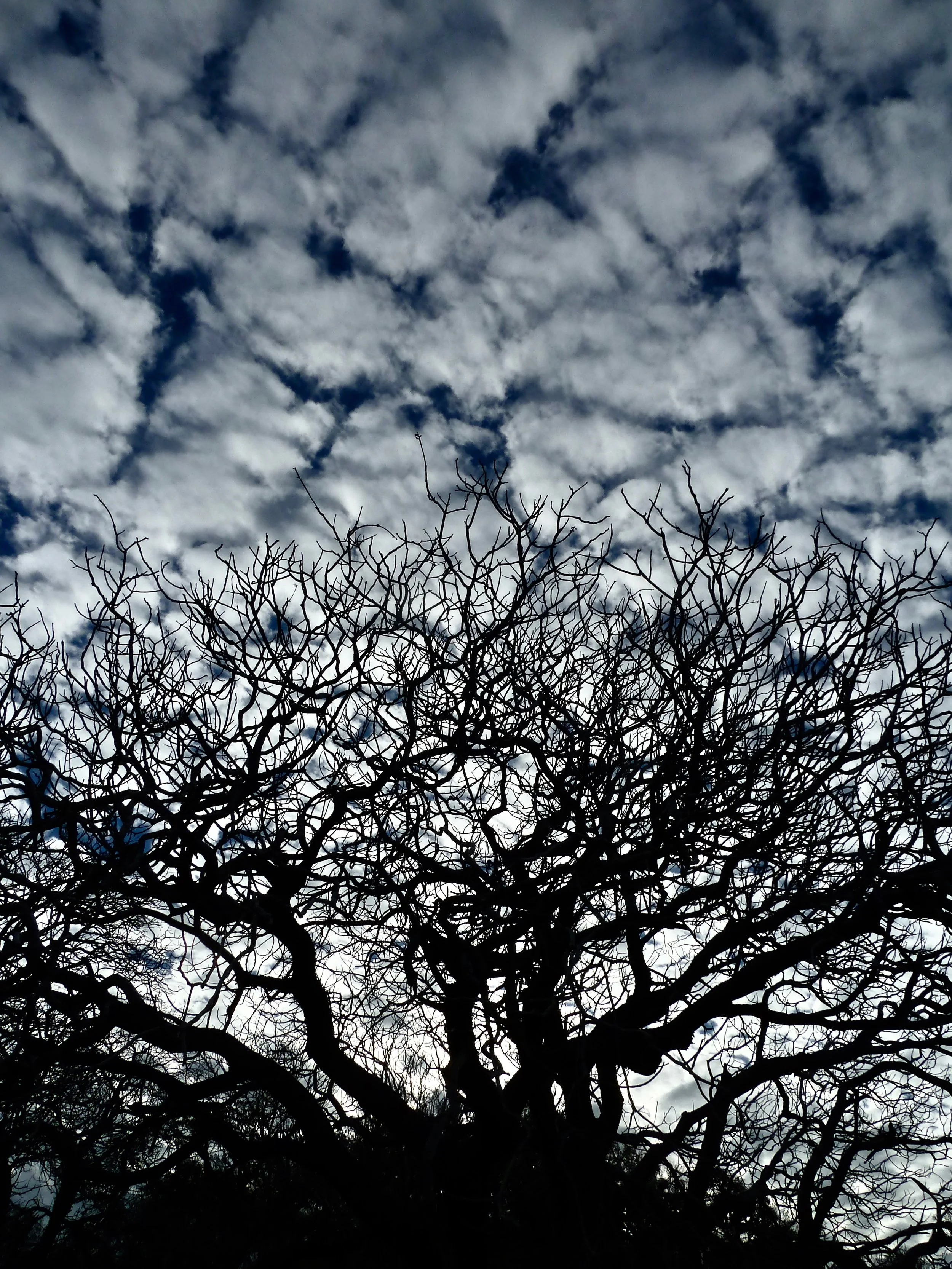 California buckeye in Round Valley, winter solstice 2016.