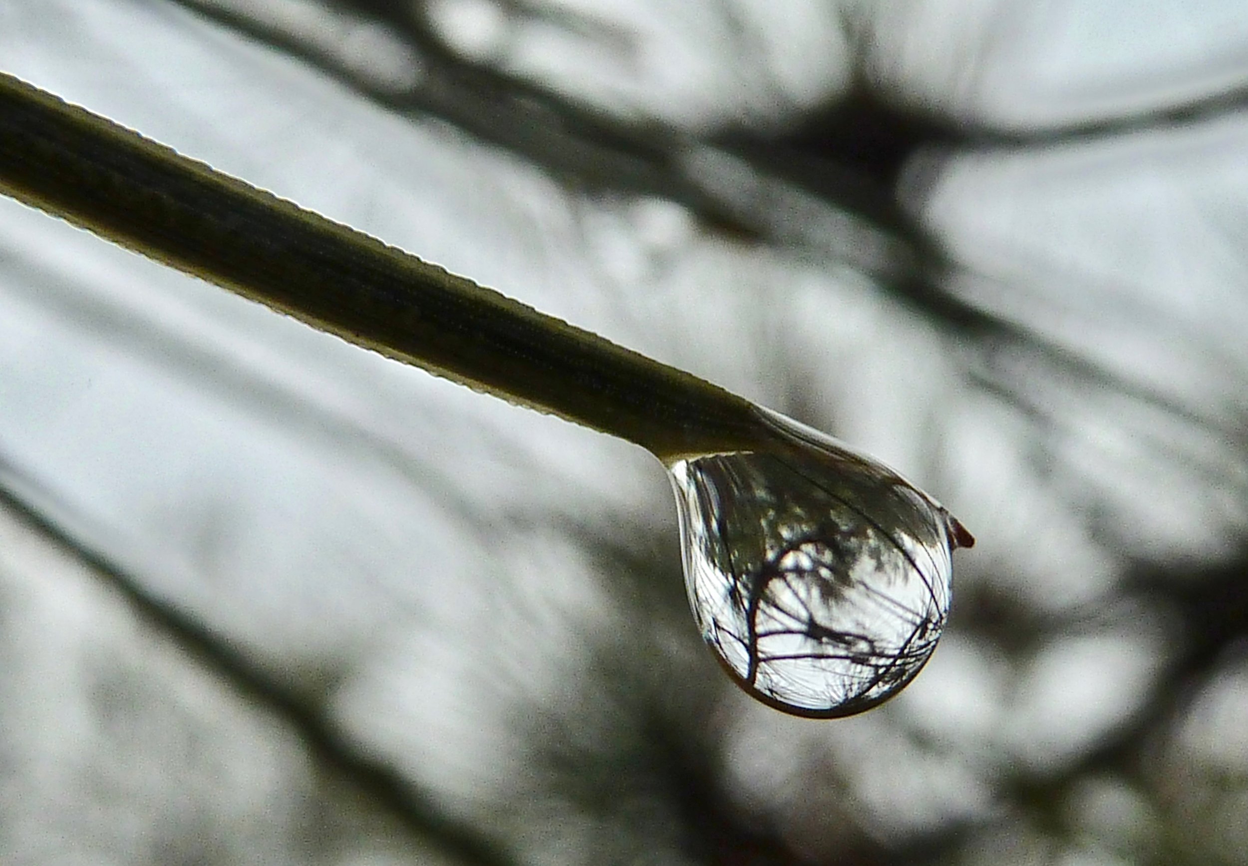 Fog droplet on Coulter pine needle, Ridge Trail.