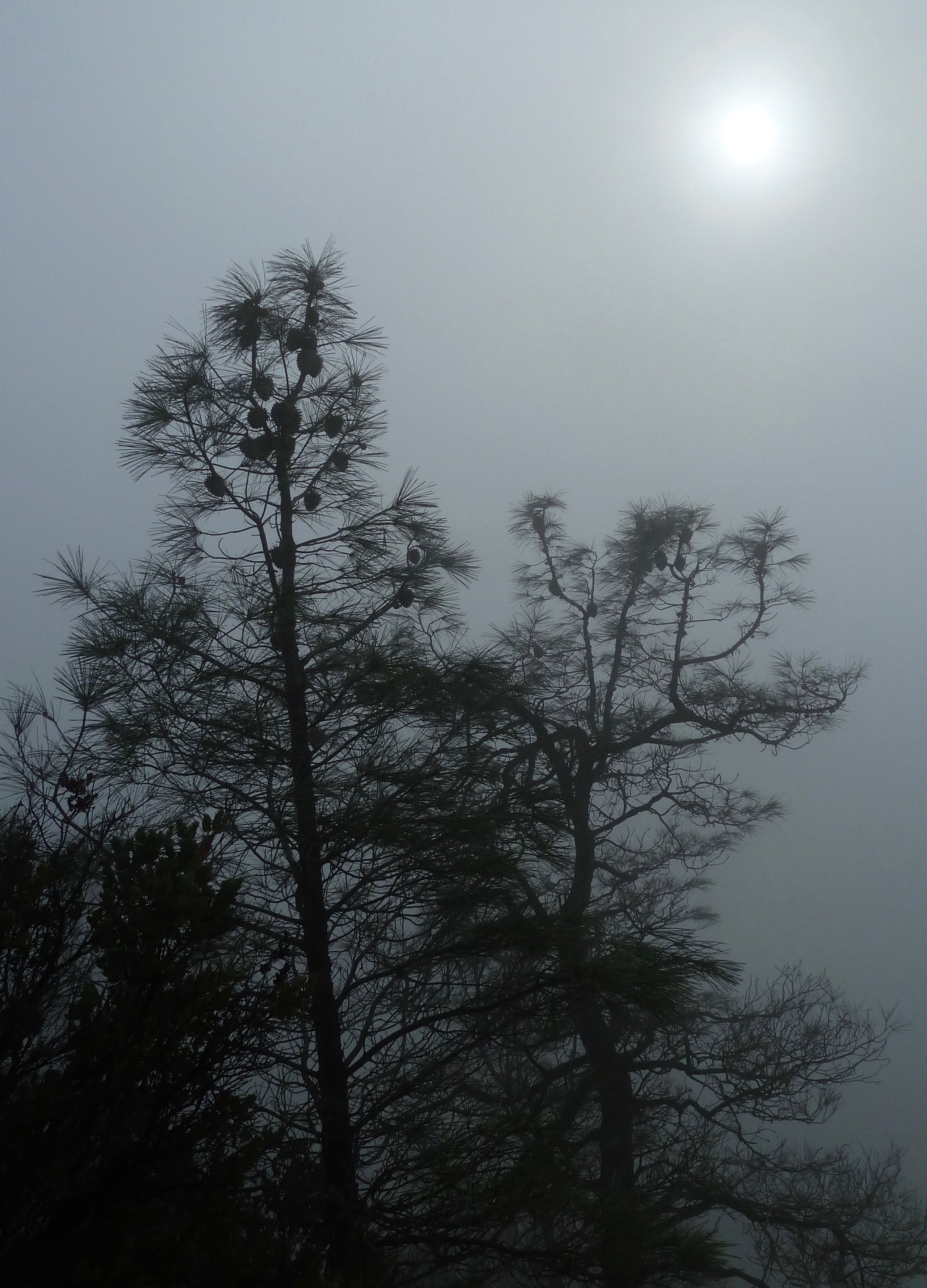 Coulter pines in the fog, Ridge Trail.