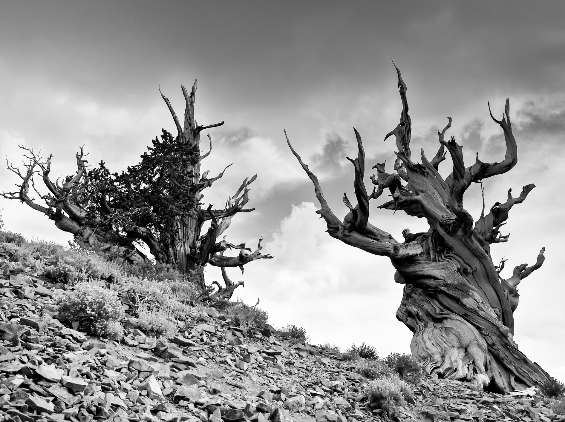 The ancient bristlecone pines of Inyo National Forest. For Methuselah's protection, its location is kept a secret. Photo by hlnicaise/iStock/Getty Images.