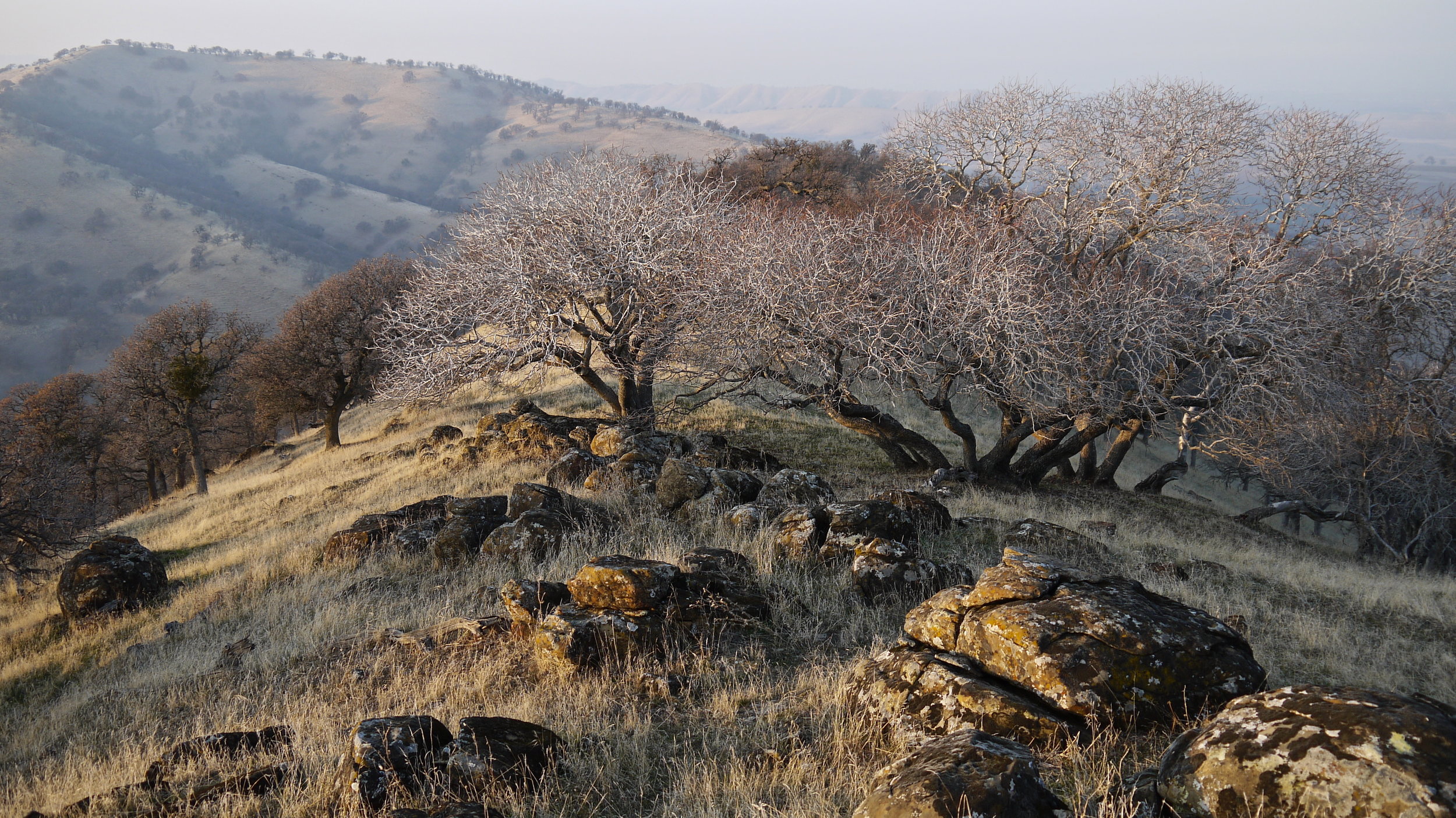 California buckeyes on a misty winter evening, Round Valley.