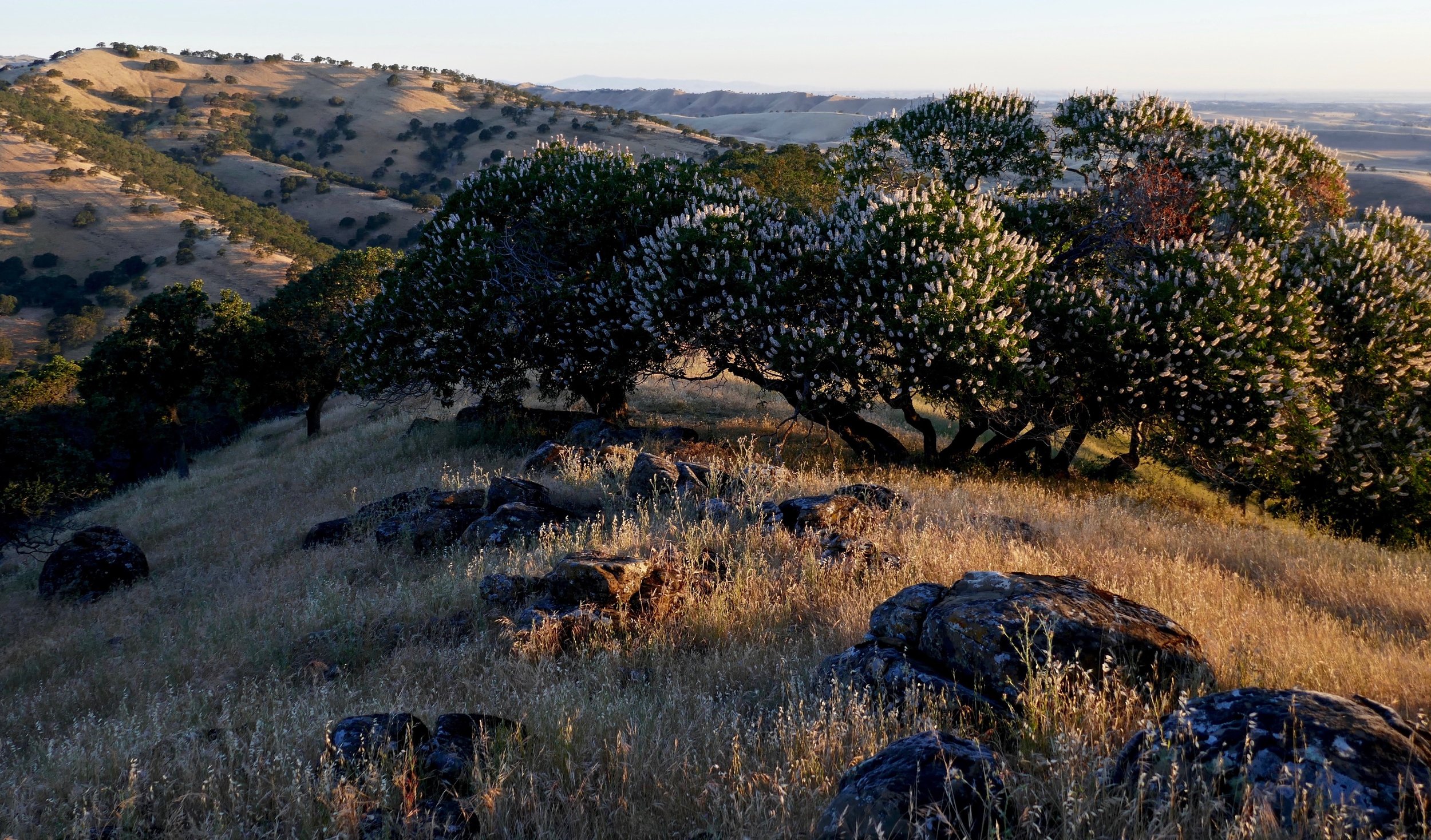 Round Valley buckeyes in full bloom at sunrise.