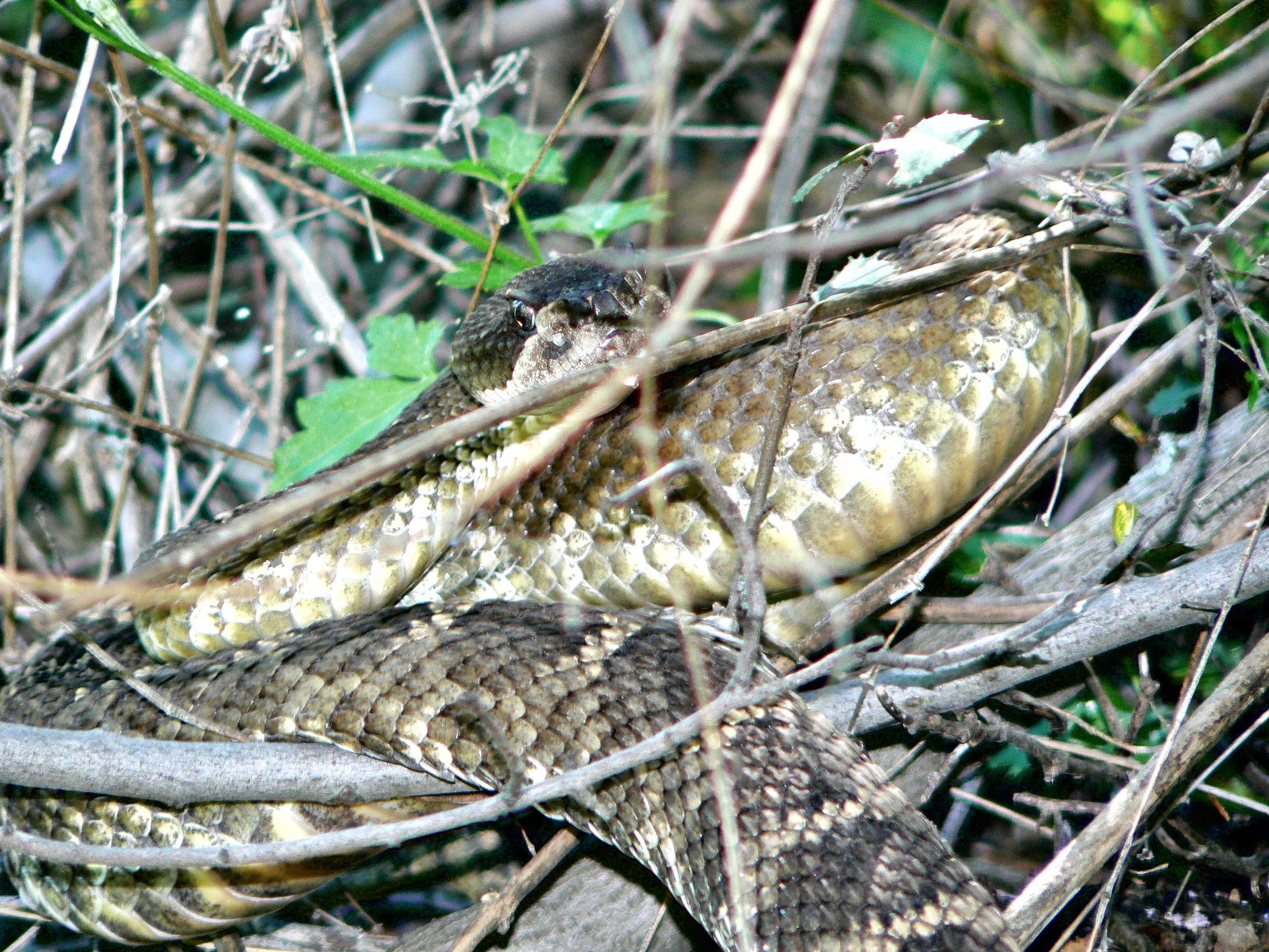 A rattler in the bramble flashes its patented glare in Mt. Diablo’s Back Creek Canyon.