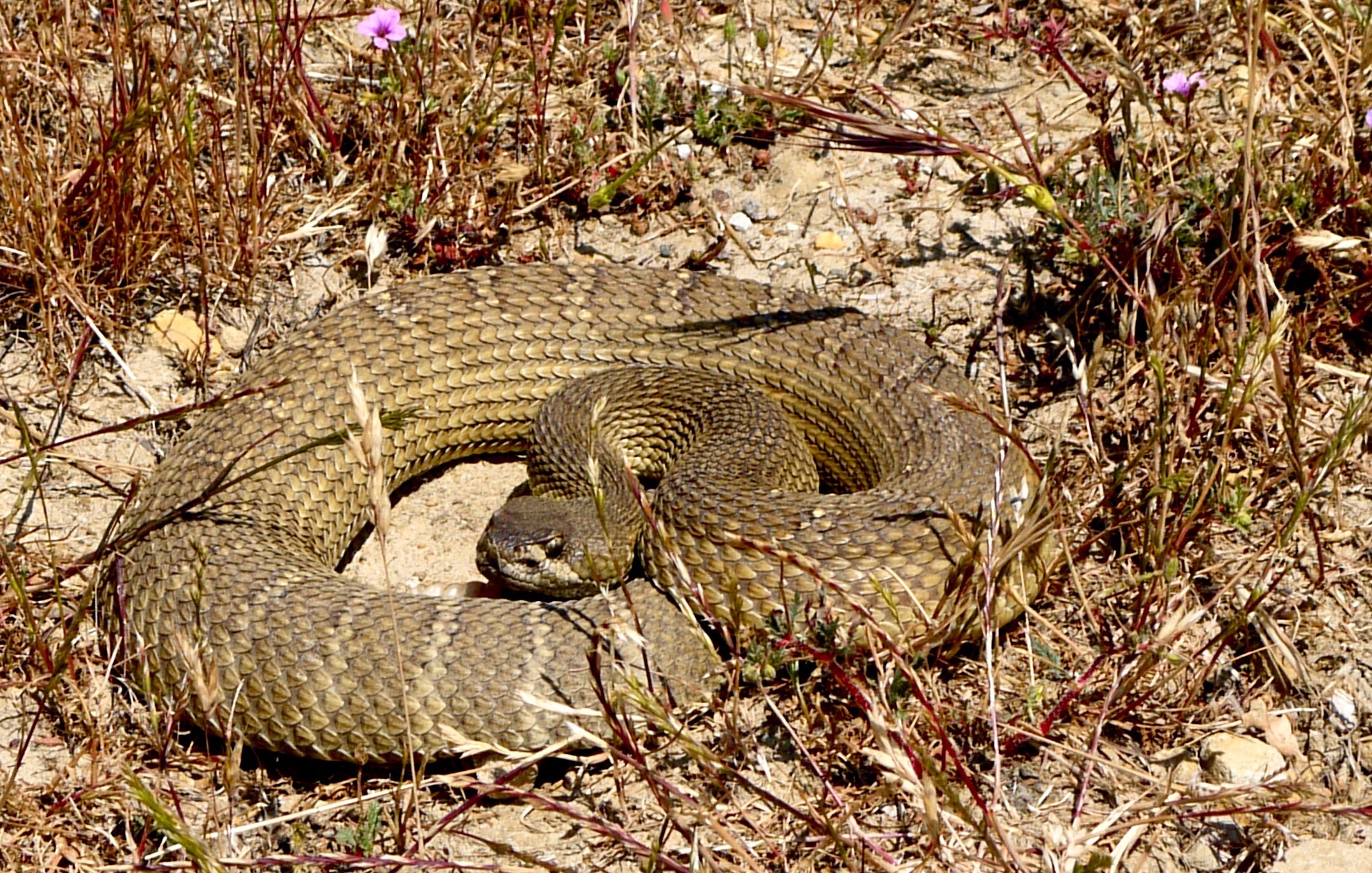 A coiling rattler eyes me with suspicion on Black Diamond Mines’ Corcoran Mine Trail.