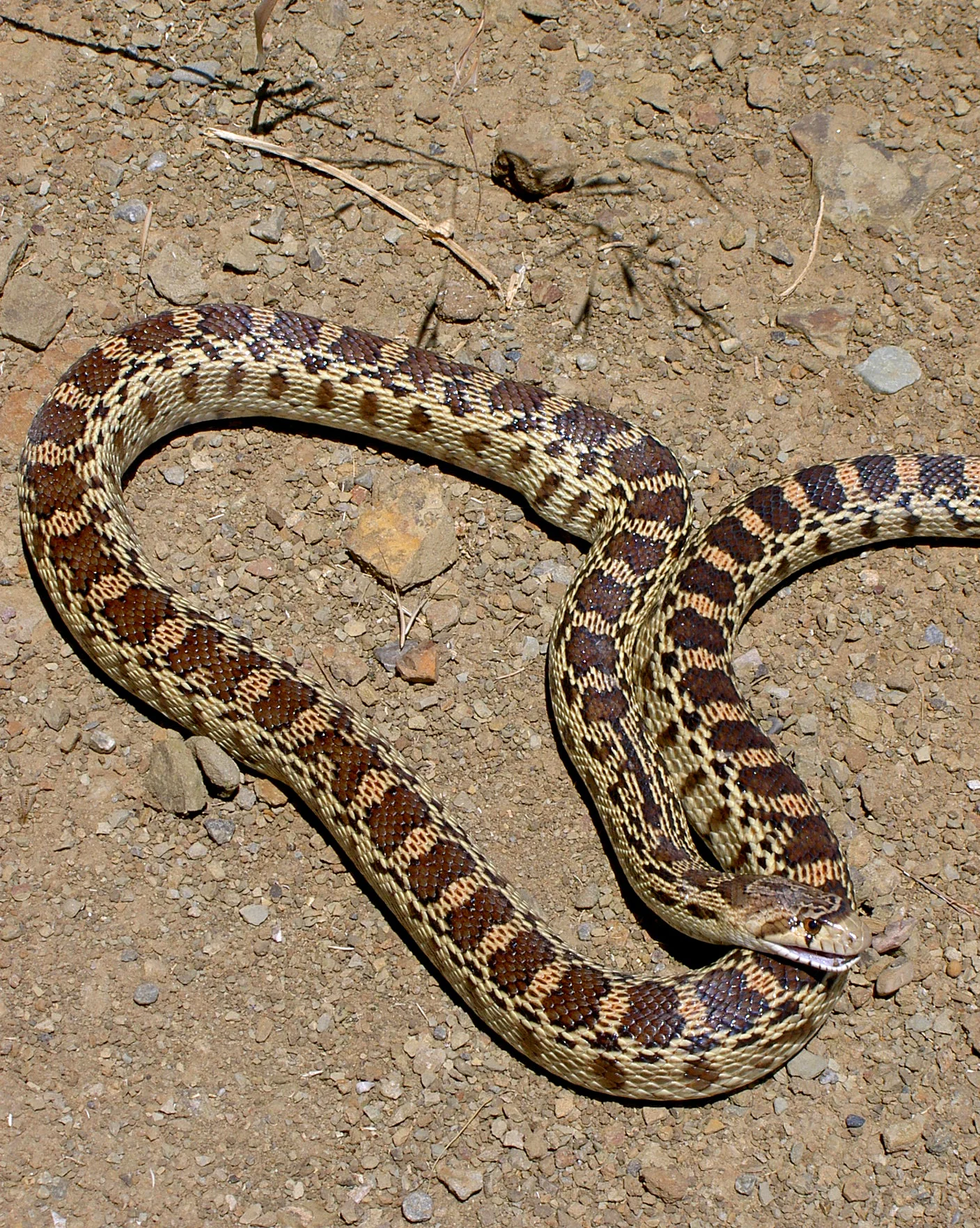 A non-venomous gopher snake hisses a warning at Los Vaqueros Watershed.