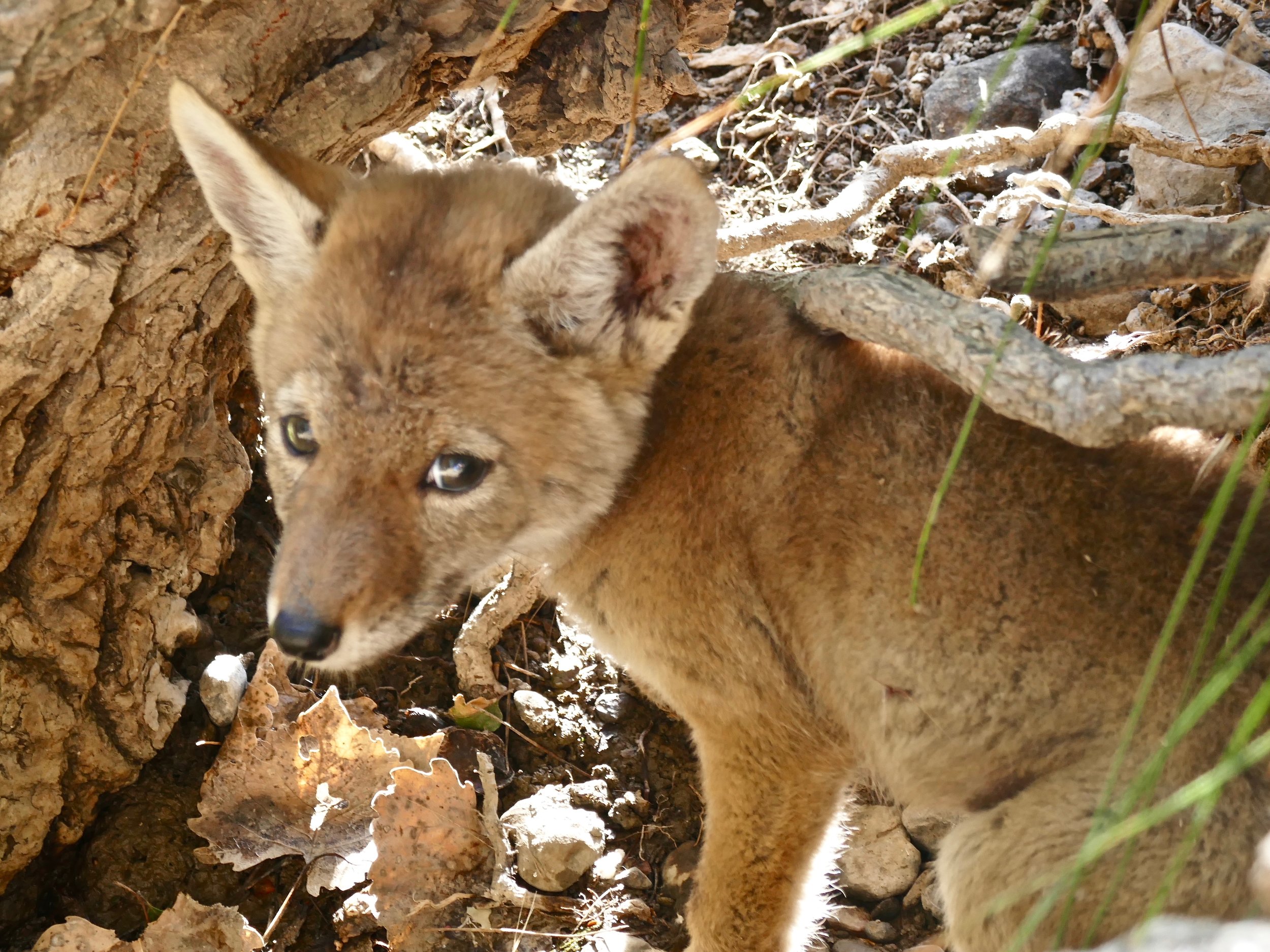 Coyote pup on the banks of Marsh Creek in Round Valley. 