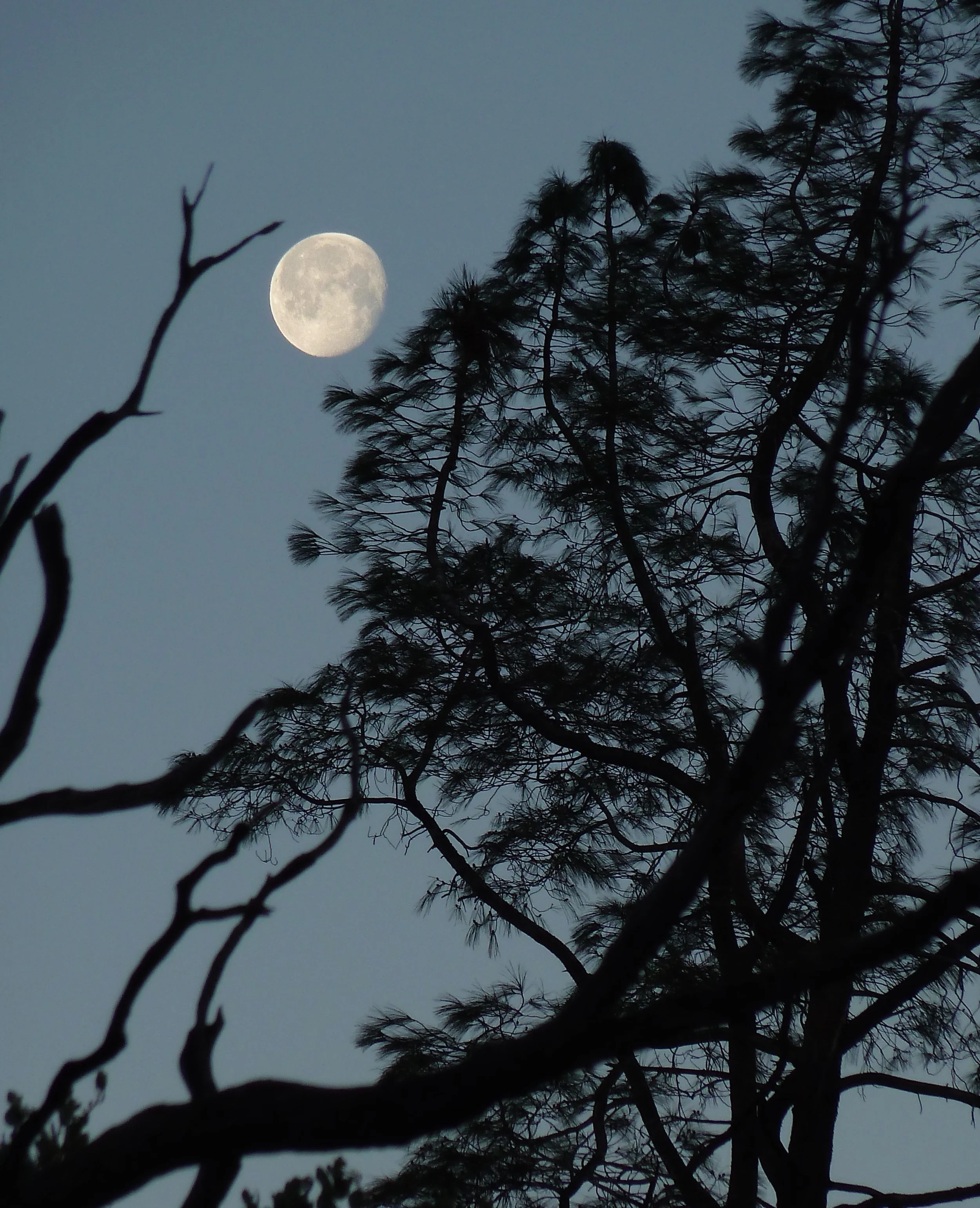Moon over Murchio Gap, Mt. Diablo State Park.