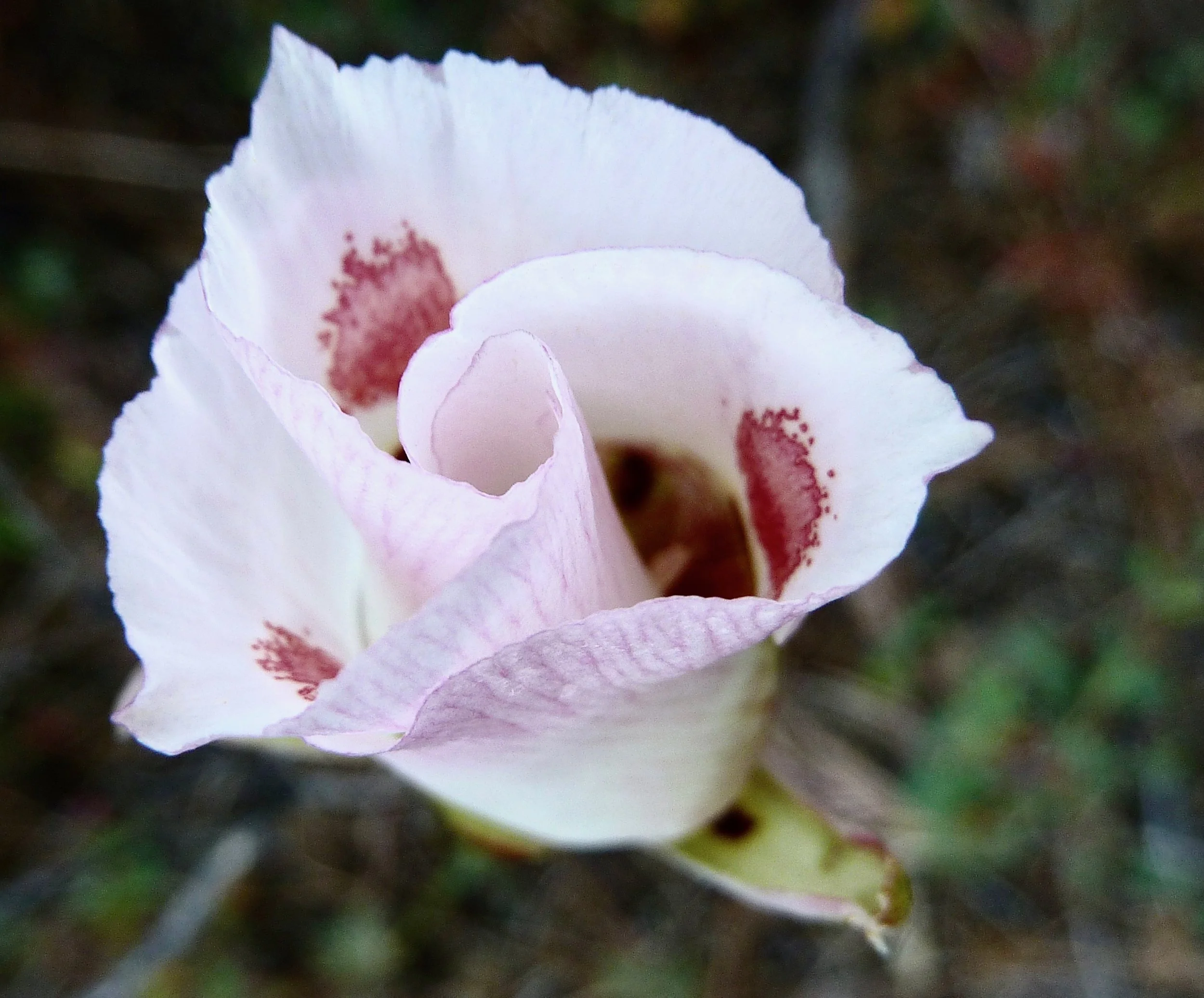 A butterfly mariposa lily unfurls along Olympia Trail.