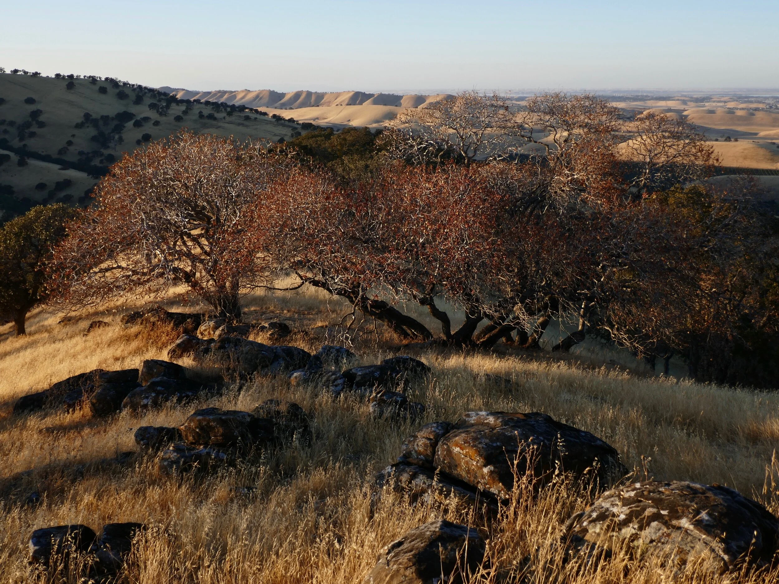 California buckeyes at sunset. Round Valley Regional Preserve.