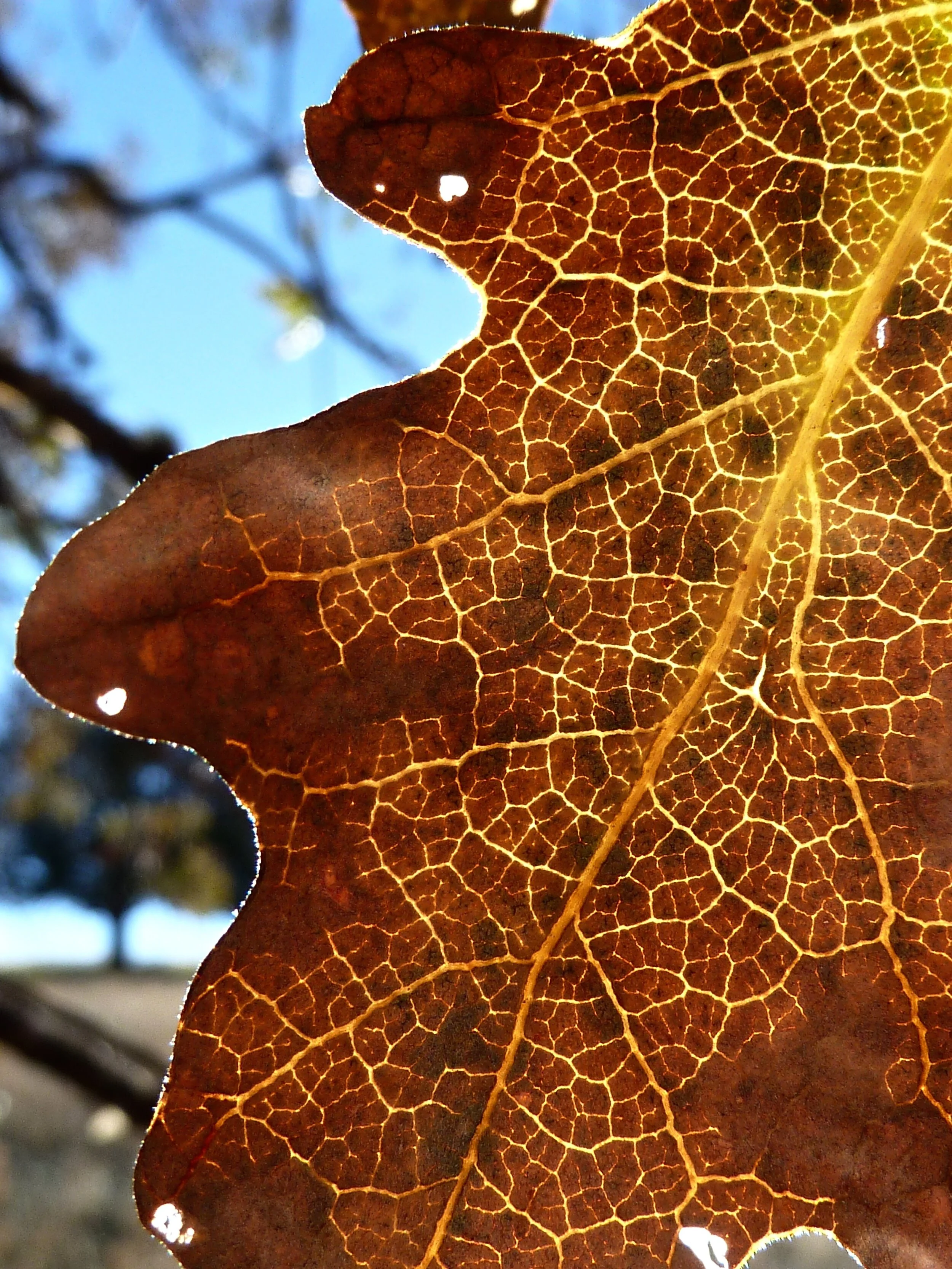 The structure of a valley oak leaf. Round Valley Regional Preserve.