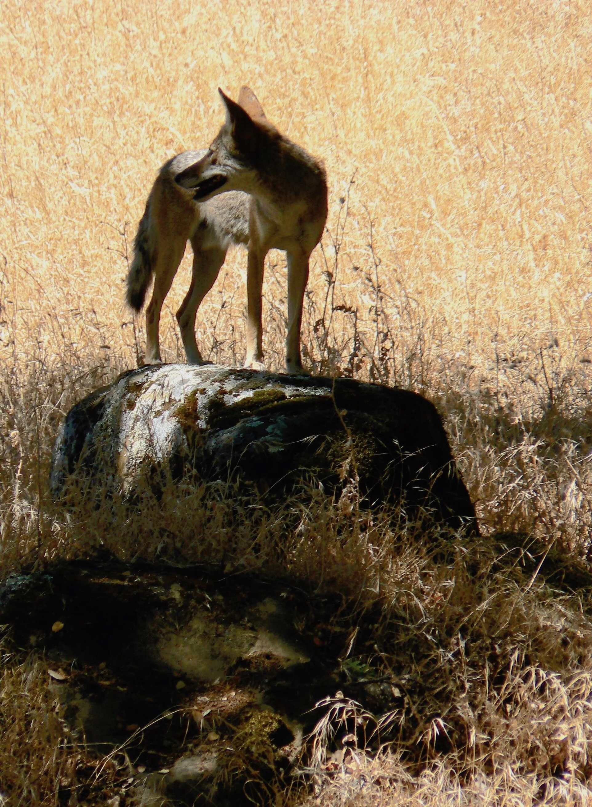 Coyote in Murphy Meadow, Round Valley Regional Preserve.
