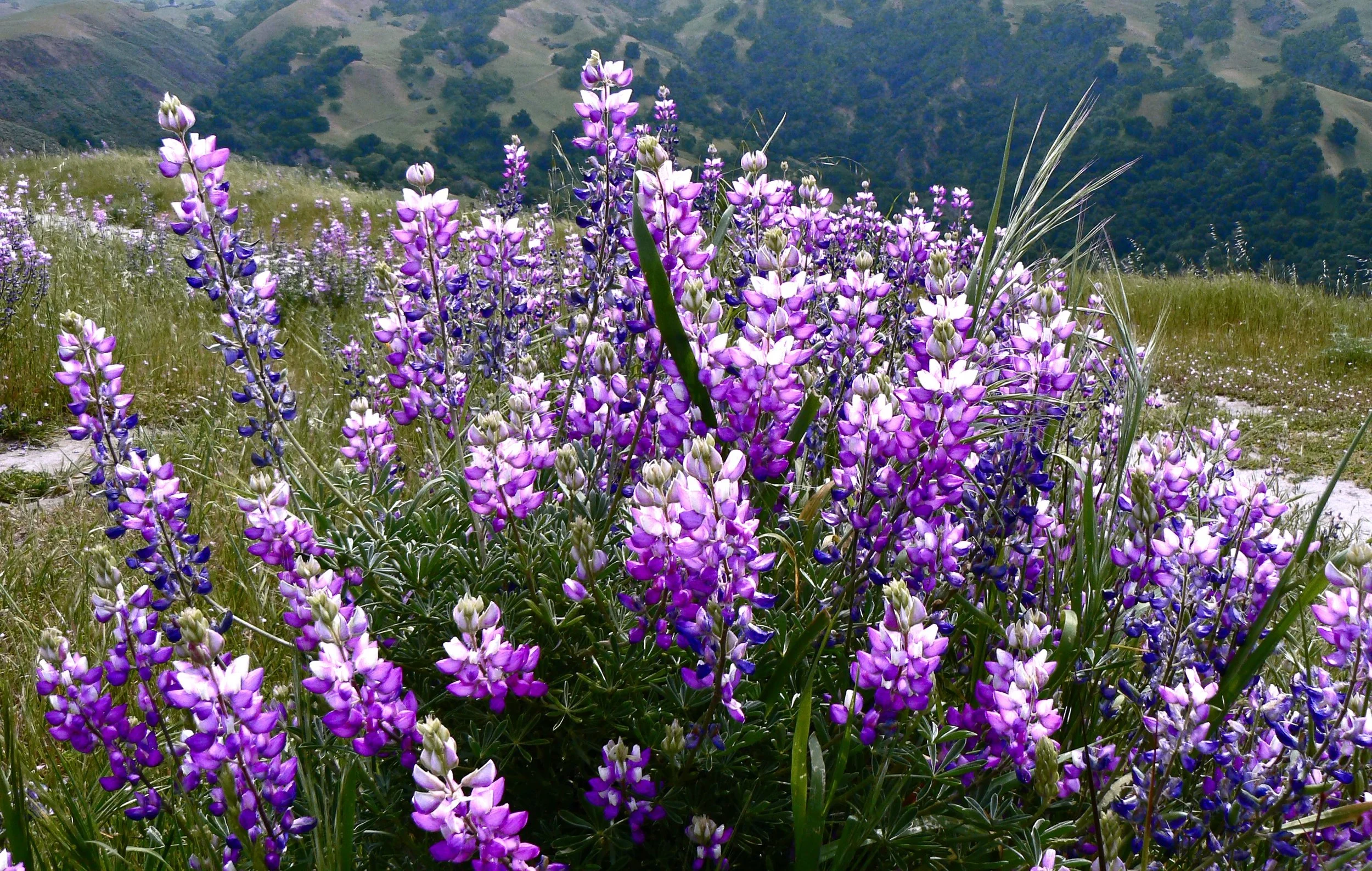 Lupine+FH+L+4-23-09.jpg?format=2500w