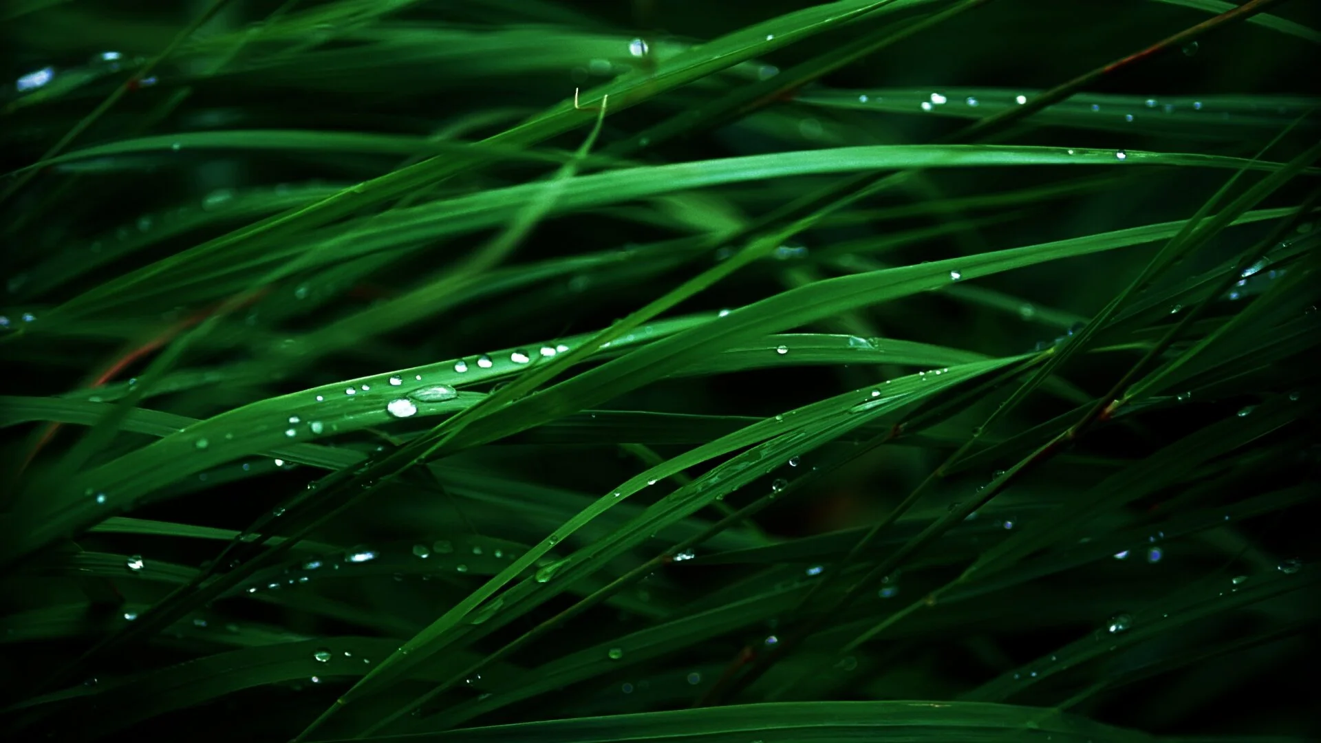 Lush-Green-Grass.jpg