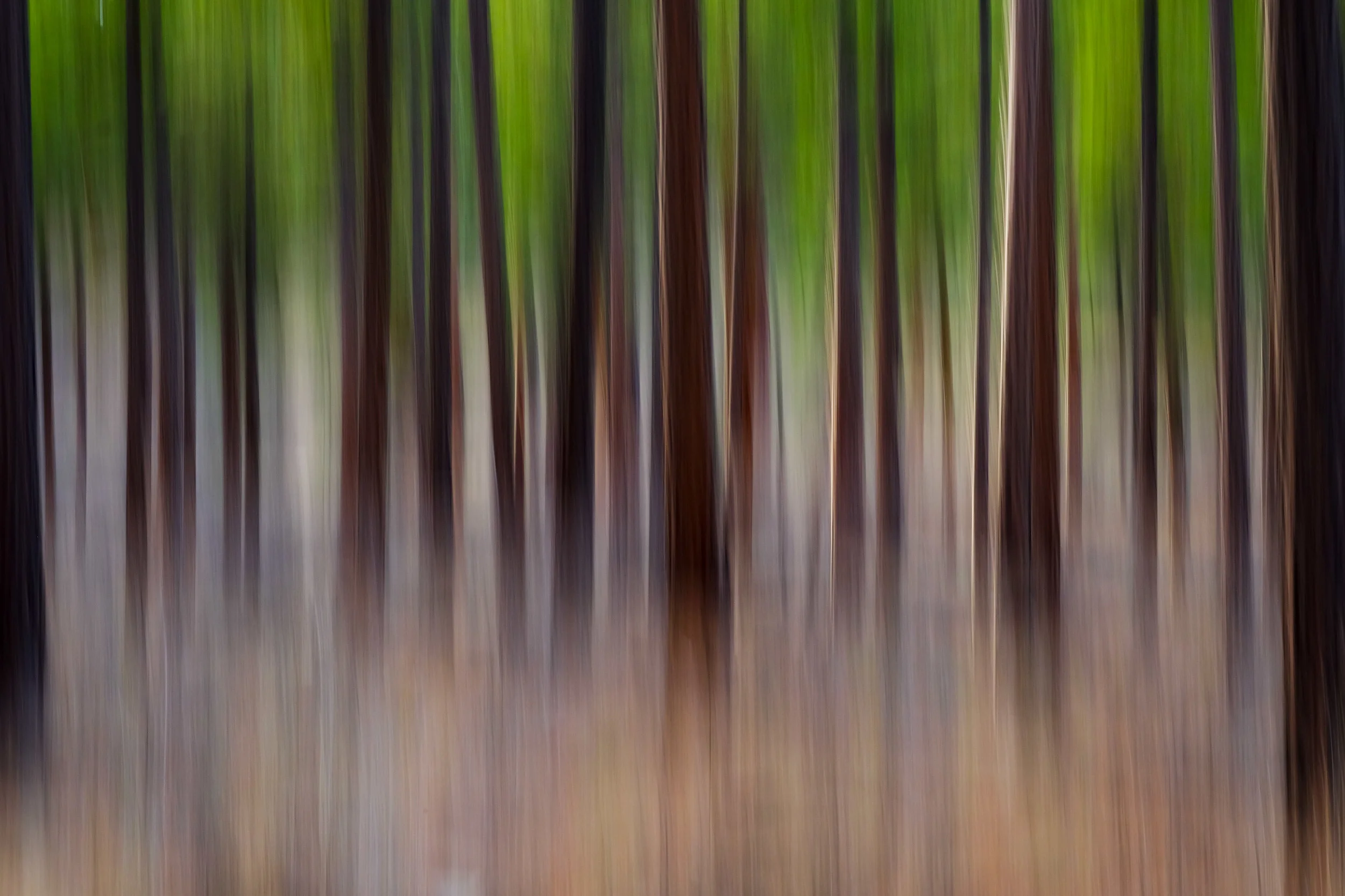 In the forest at Shevlin Park, Bend Oregon
