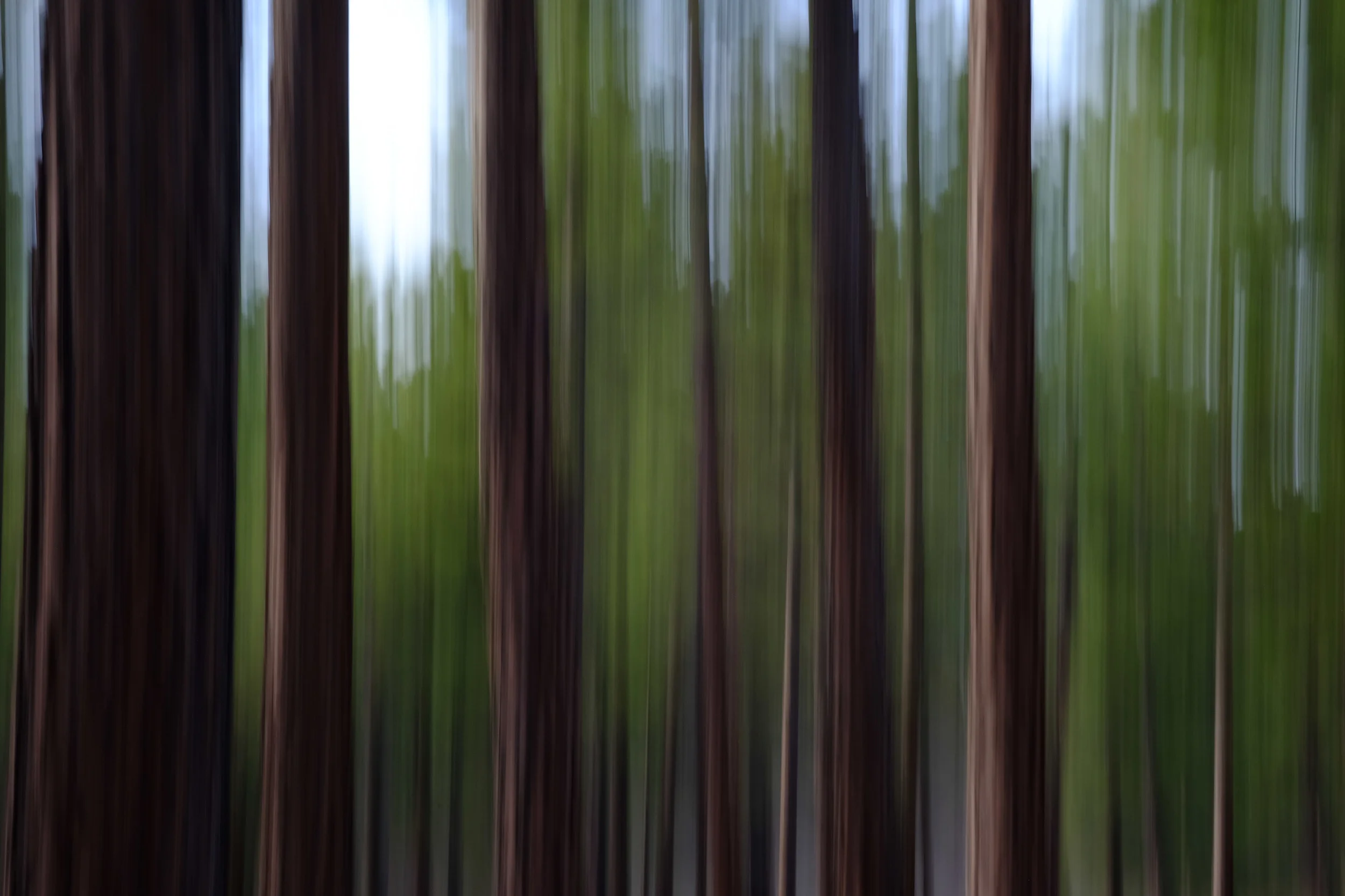 Amongst the Pines, Shevlin Park, Bend Oregon