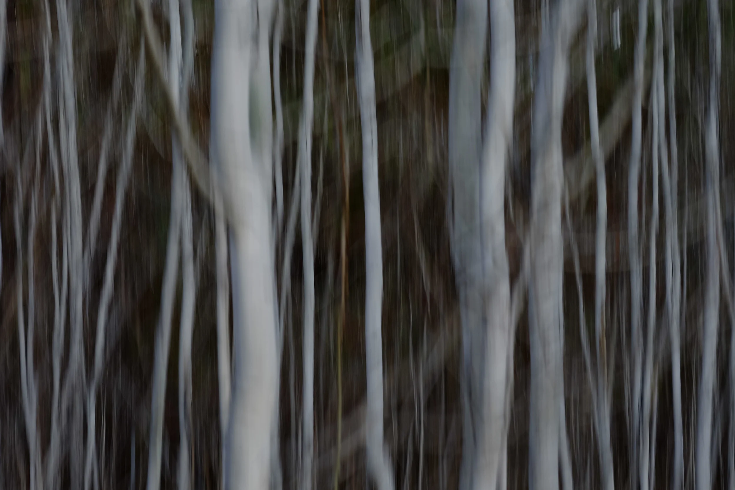 Aspens in Shevlin Park, Bend Oregon
