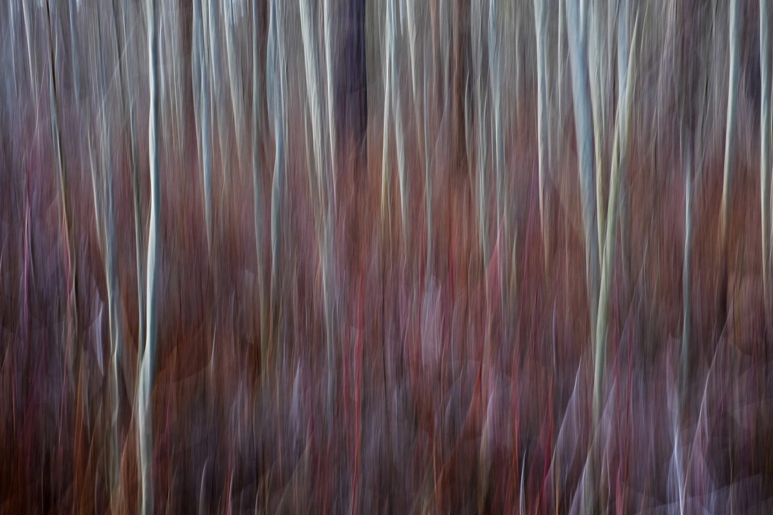 Aspens and red twig dogwood in Shevlin Park 