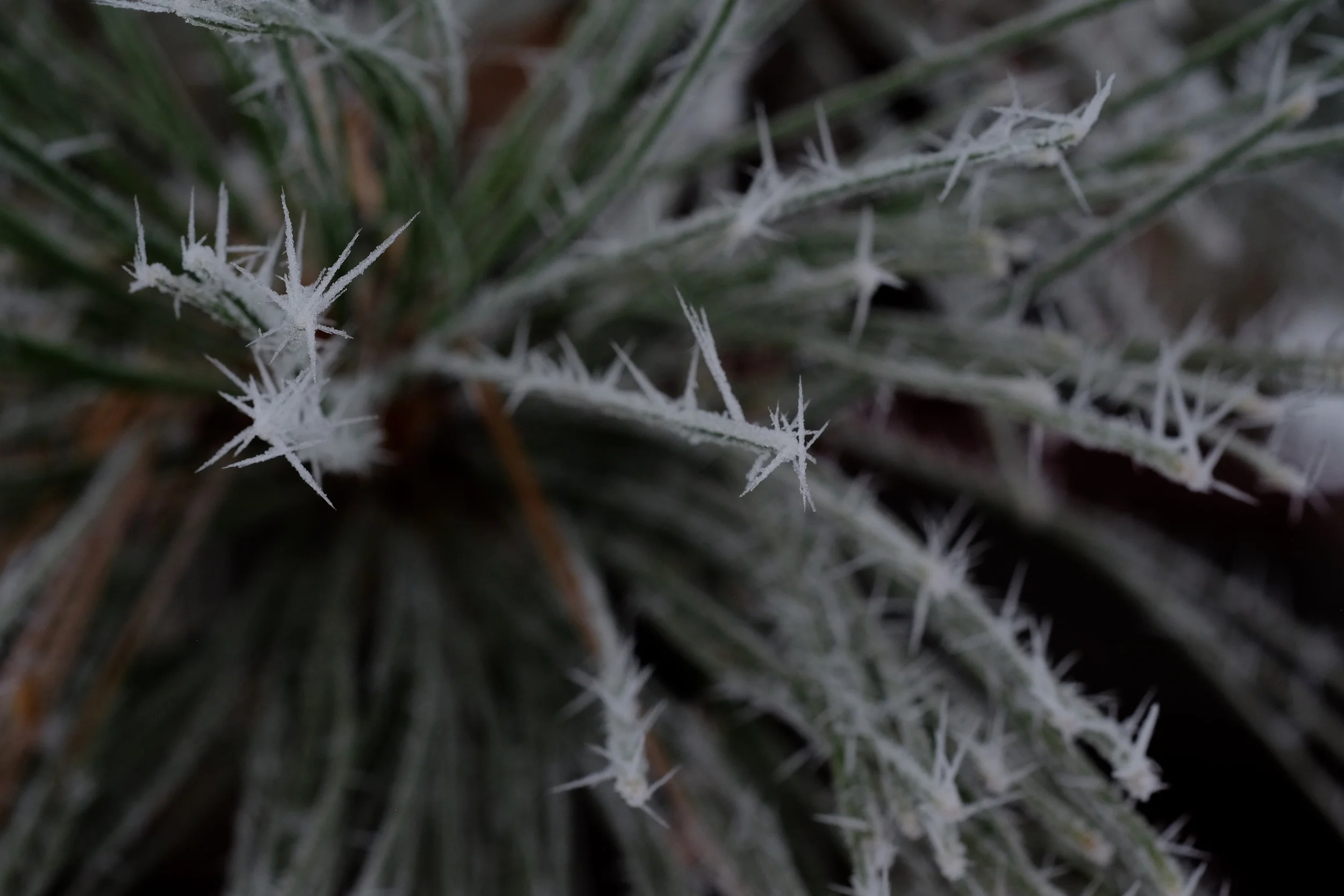 Fuji XF 60mm f2.4 Macro settings: ISO 800, f/7.1, 1/250 sec.