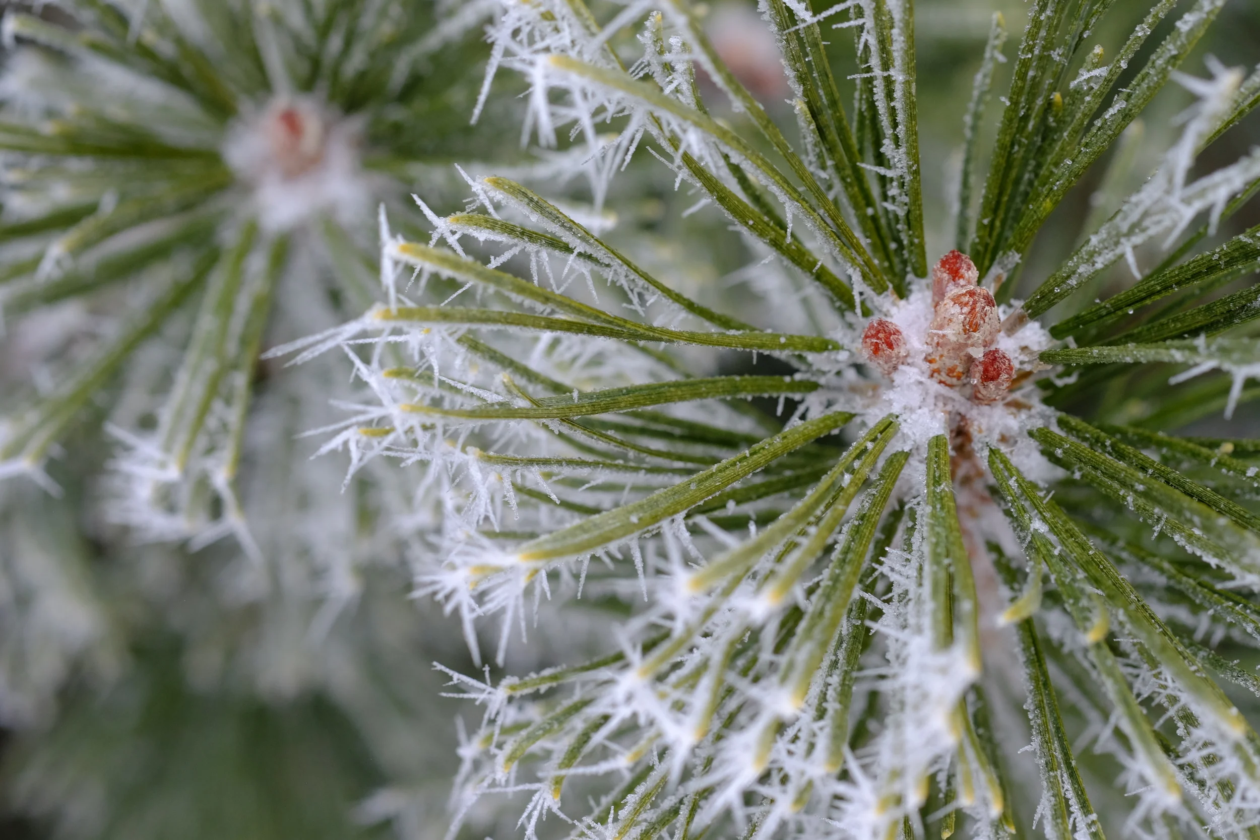 Fuji XF 60mm f2.4 Macro settings: ISO 800, f/5.6, 1/160 sec.