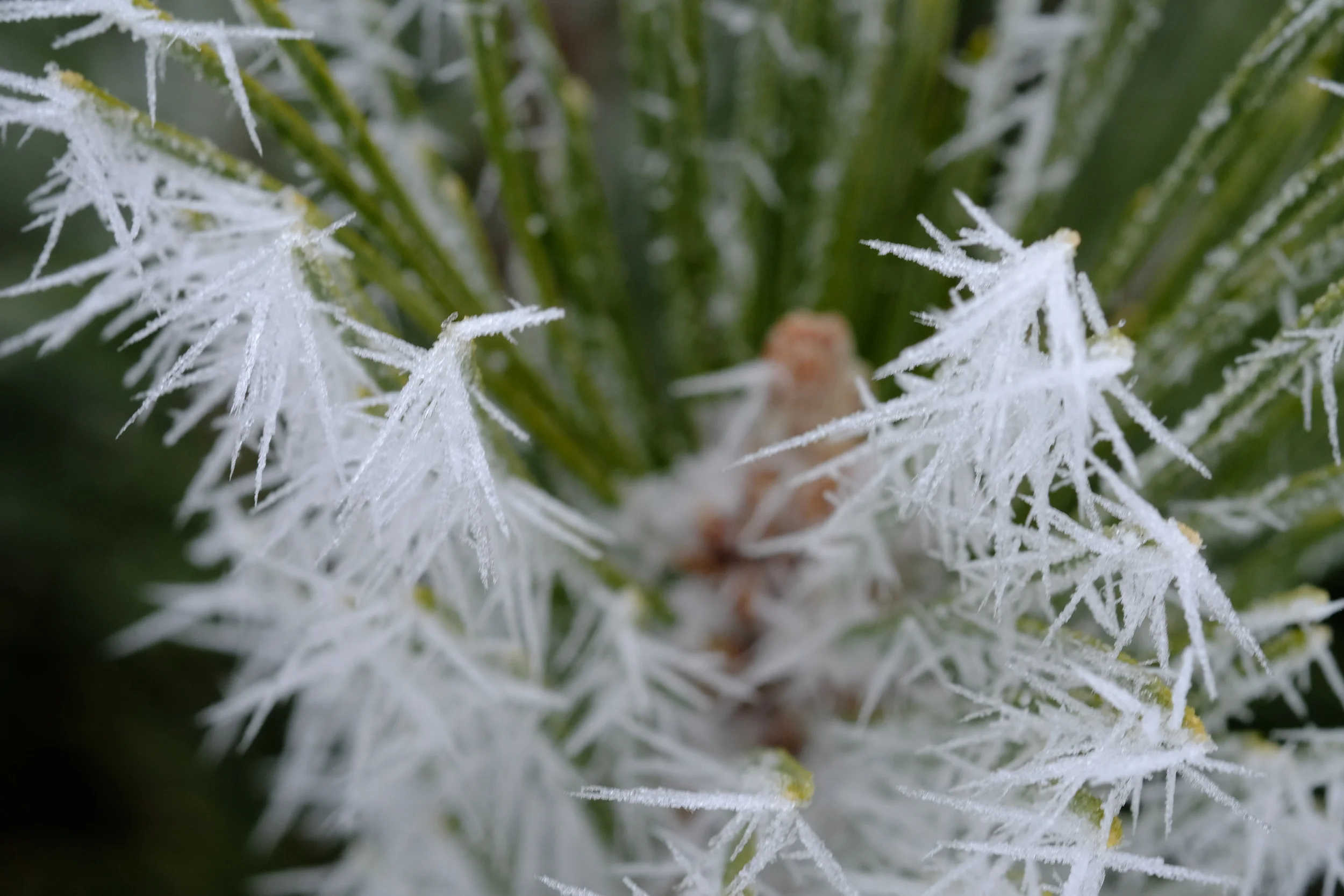Fuji XF 60mm f2.4 Macro settings: ISO 800, f/8.0, 1/120 sec.