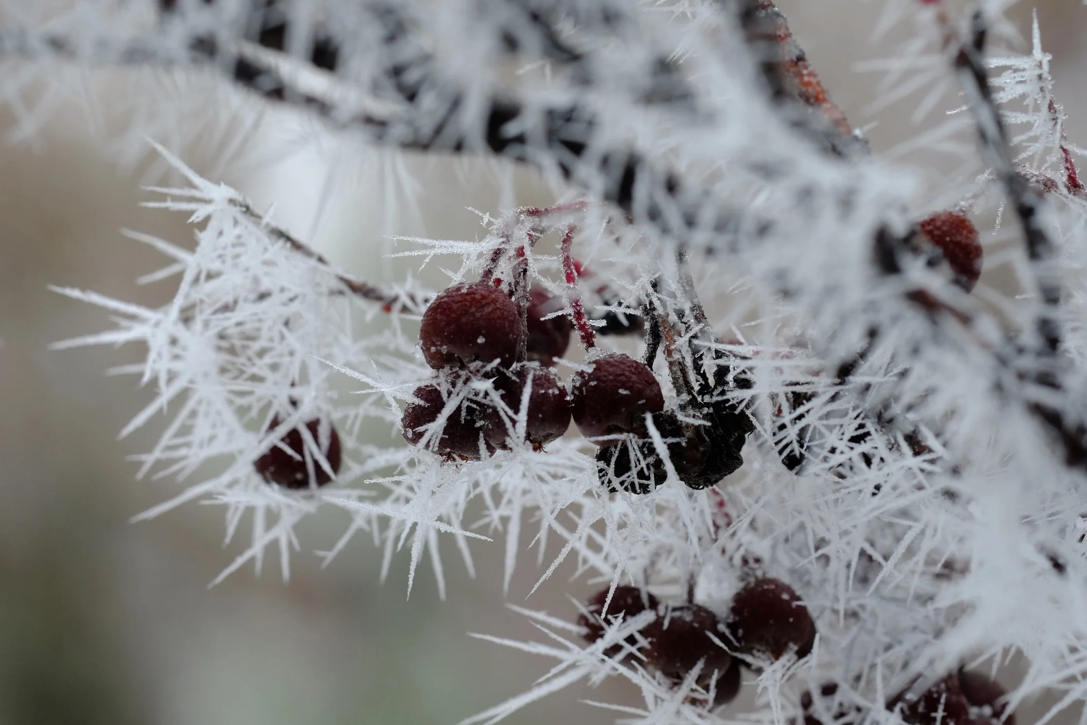 Fuji XF 60mm f2.4 Macro settings: ISO 800, f/7.1, 1/200 sec.