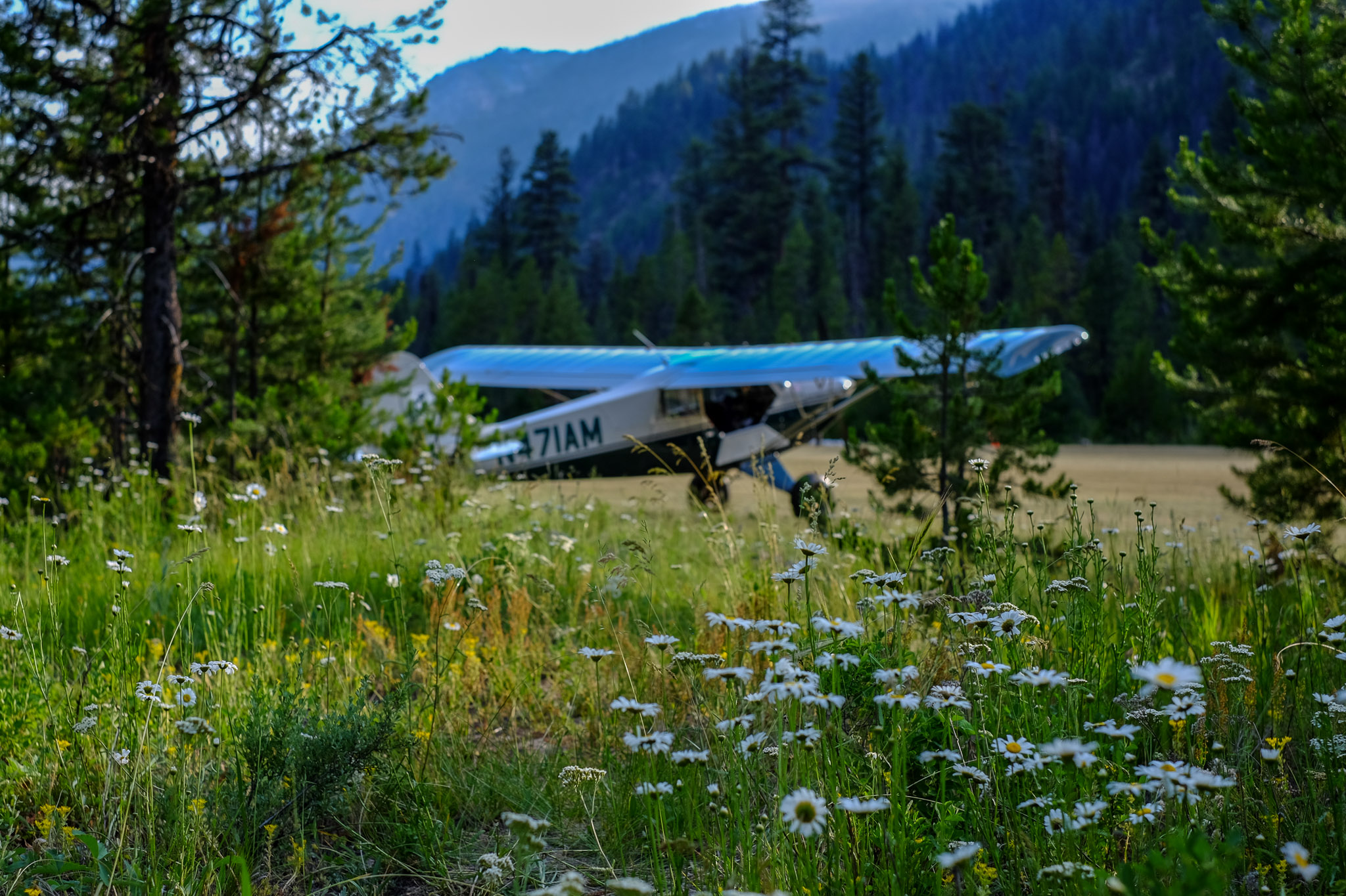 Alex's 2004 Husky A1-B in the background, upstaged by wild daises just off the runway at Johnson Creek, Idaho.