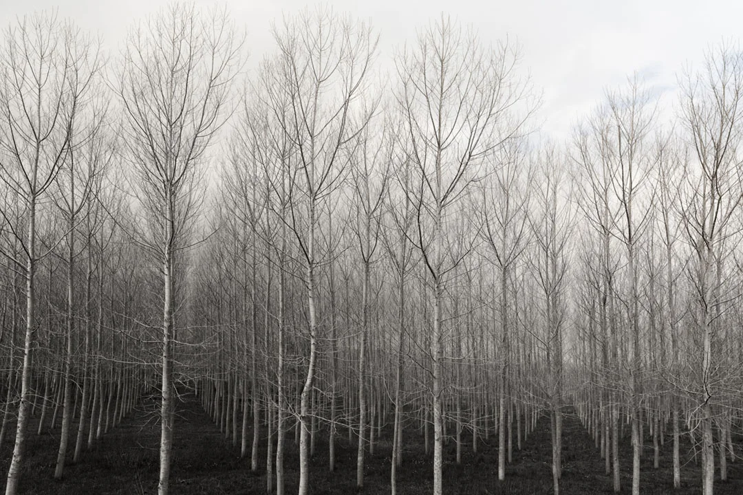 TreesinRows.jpg